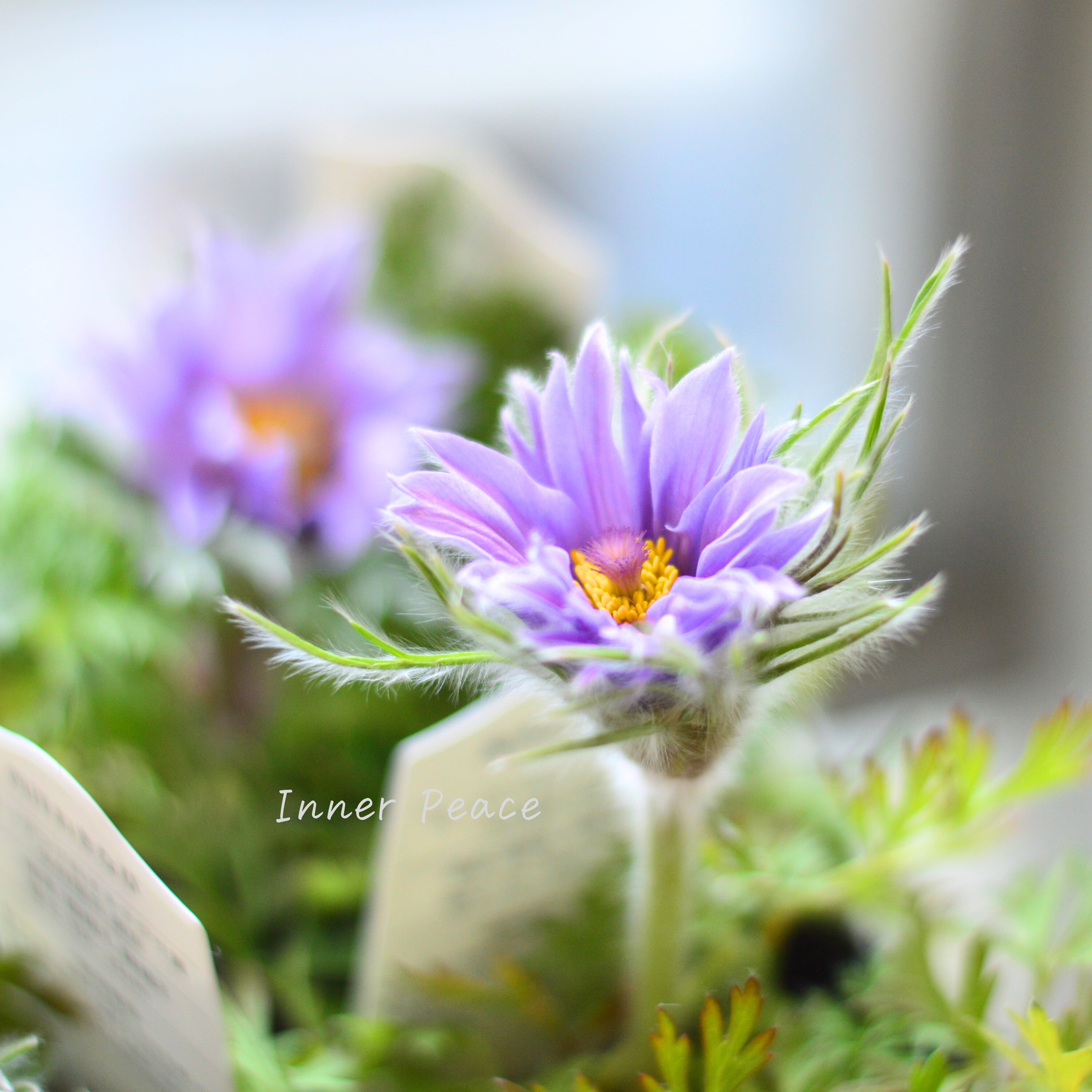 【美しい】 西洋オキナグサ 『プルサティラ ブルガリス・ライトブルー』 3.5寸POT