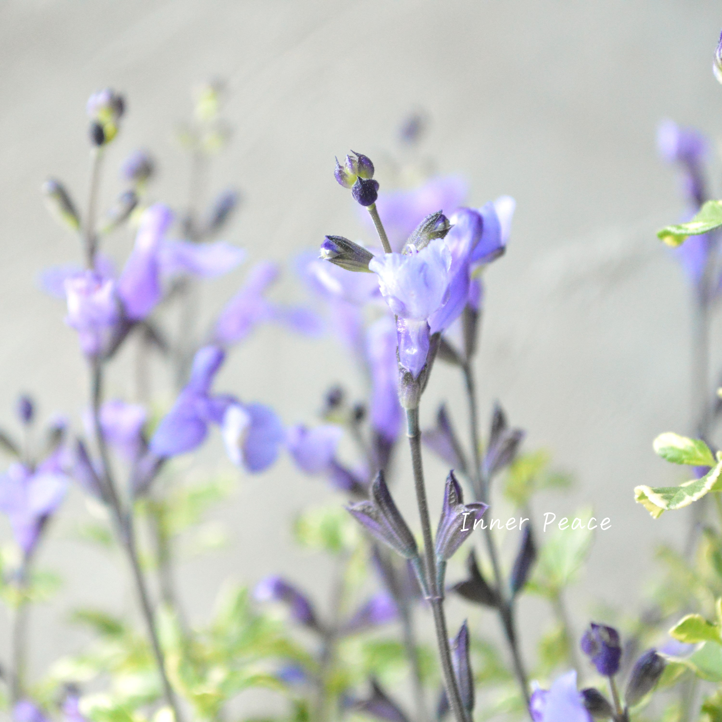 【斑入り】 サルビア 『ソークール・スノープリンセス』 3.5寸ロングPOT