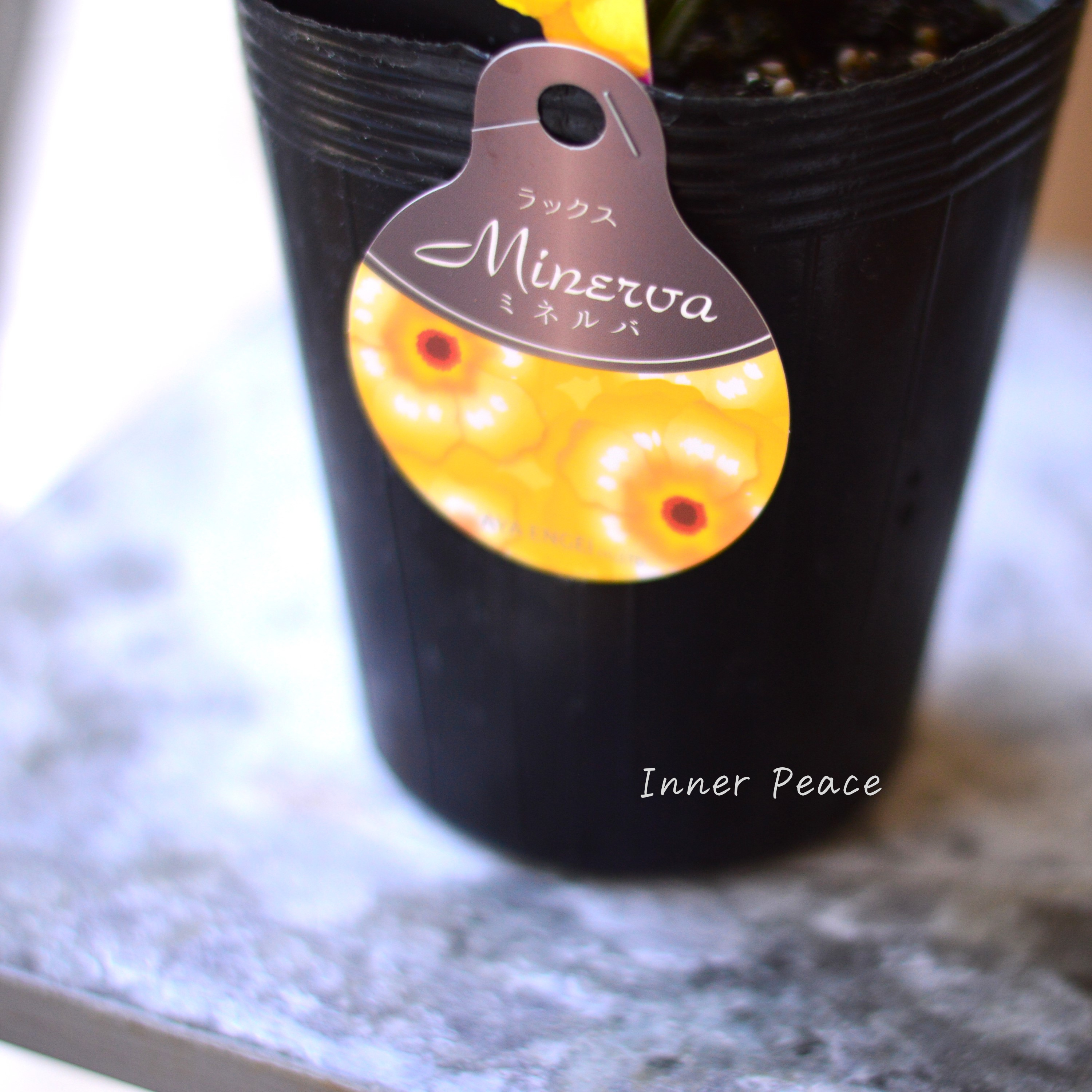 【美しい】 ラナンキュラス・ラックス 『ミネルバ』 4寸POT