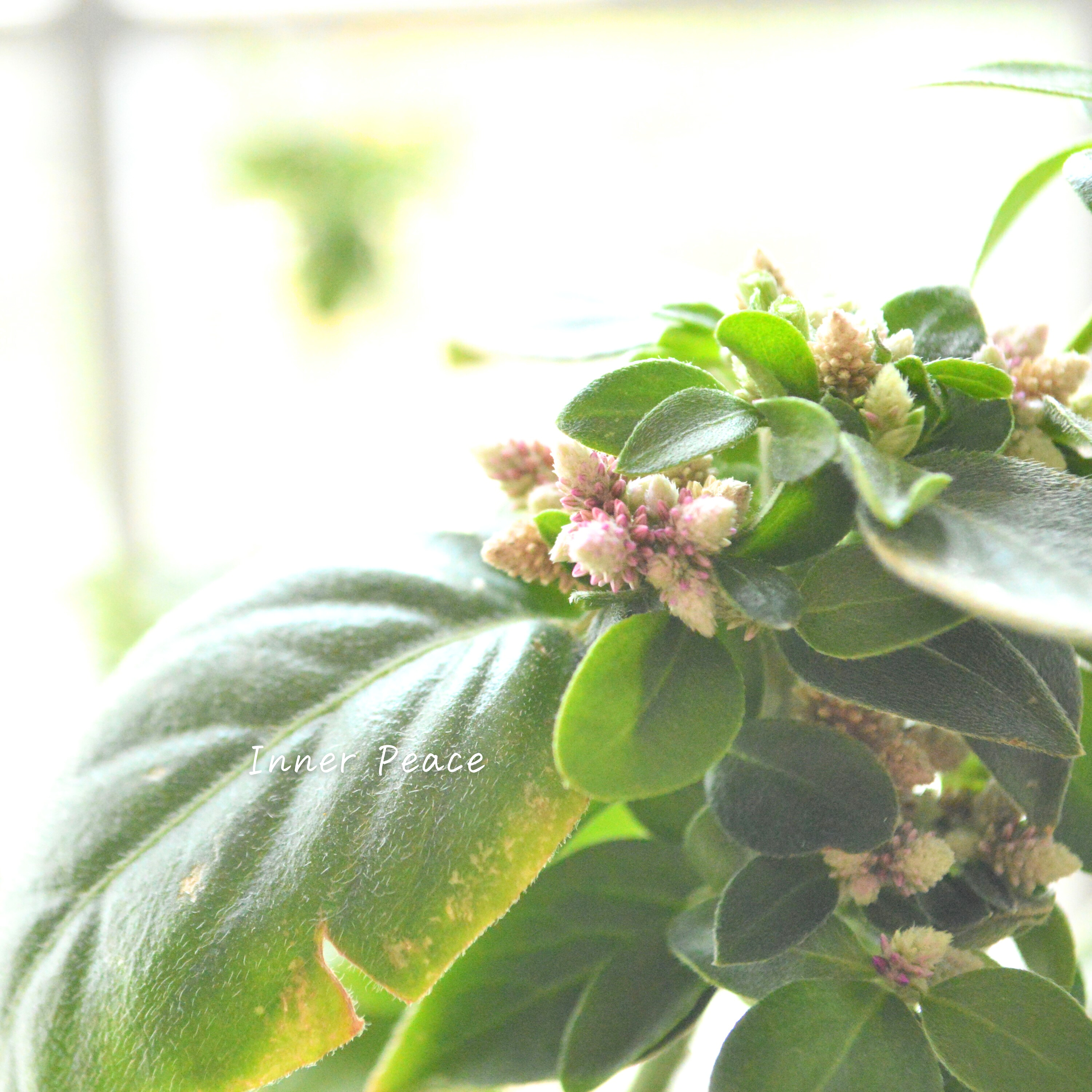 【かわいい】 アルテルナンテラ 『ミライ』 3寸POT