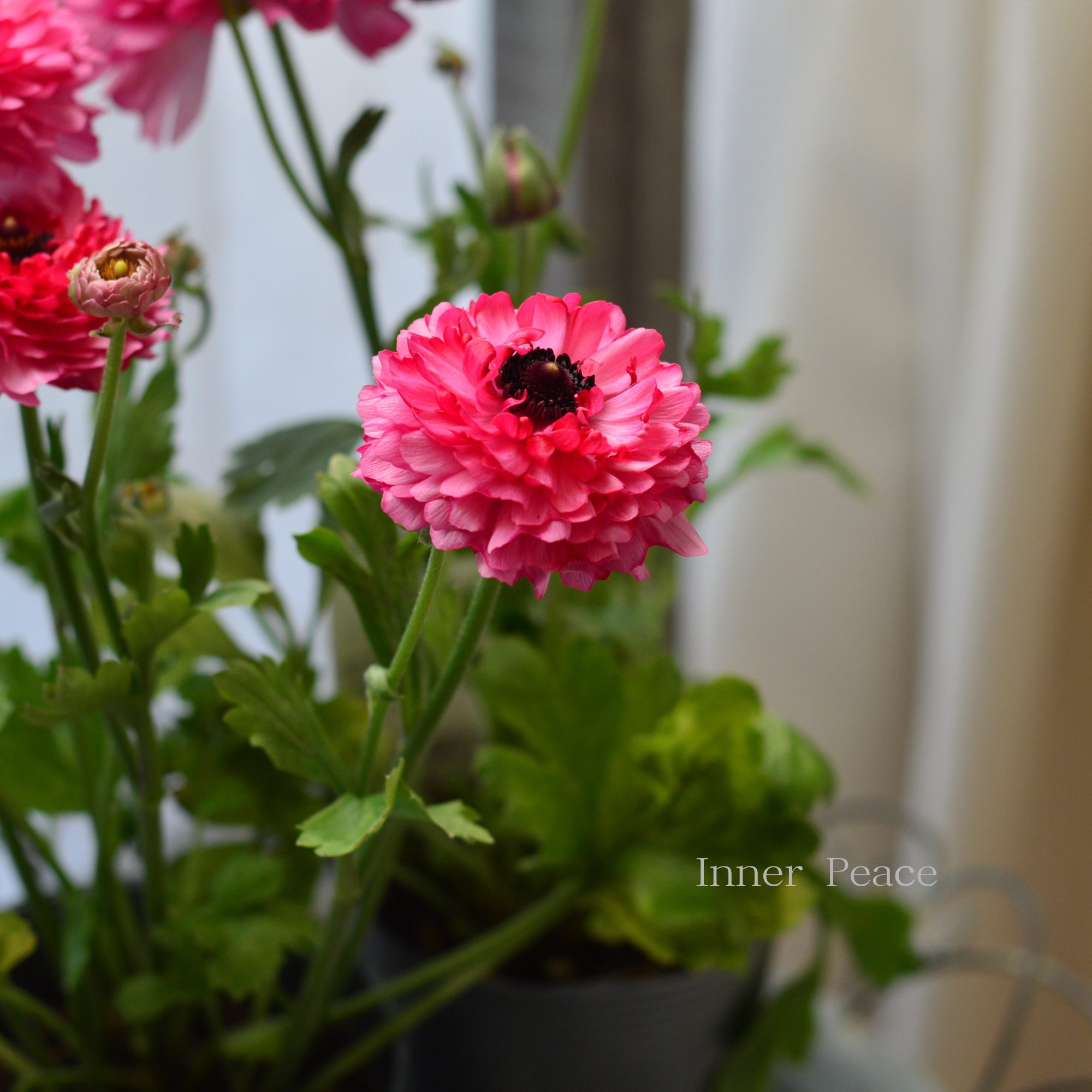 【豪華】 ラナンキュラス (ミックス)『ピンク系』 3.5寸ロングPOT