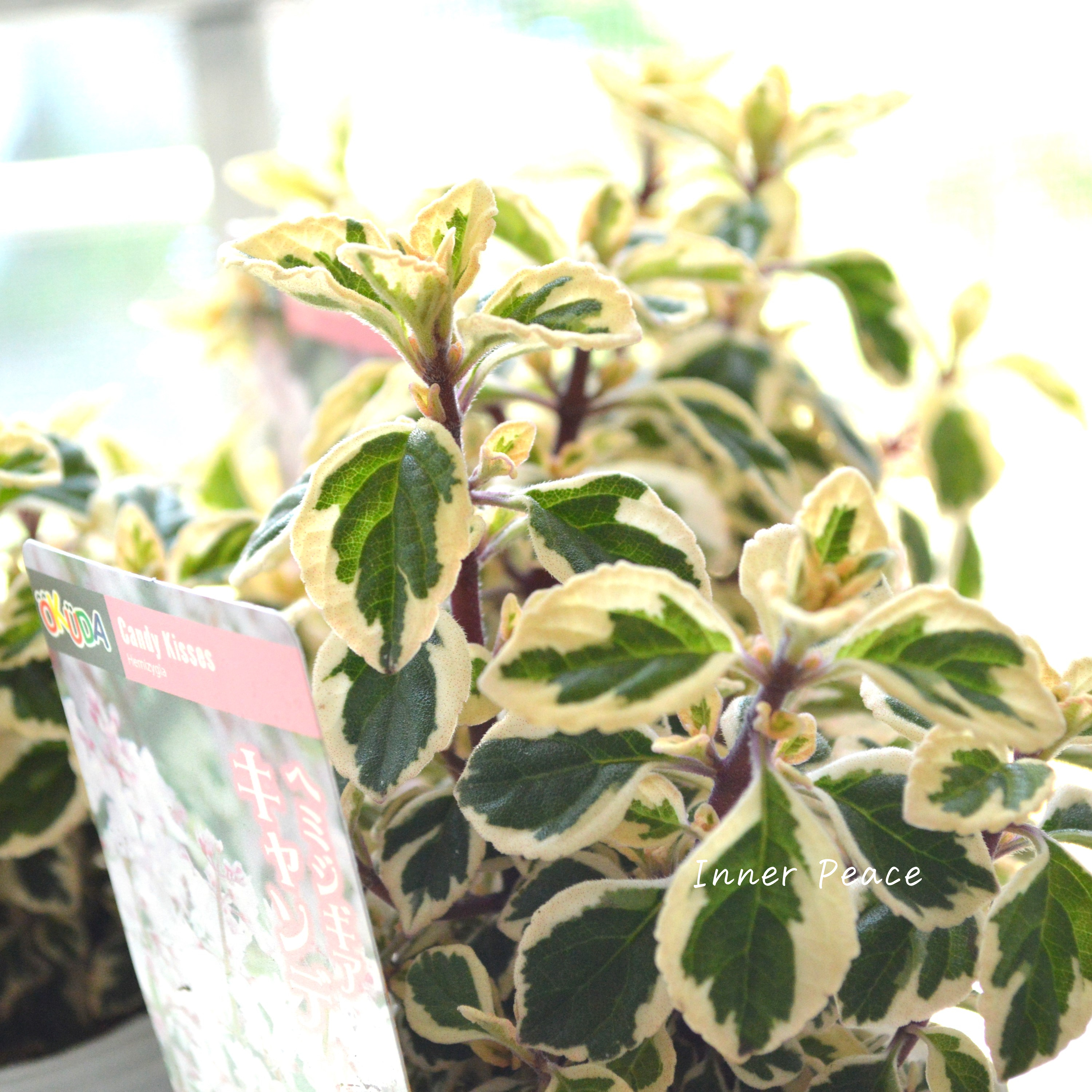 【斑入り】 ヘミジキア 『キャンディキッス』 3寸POT