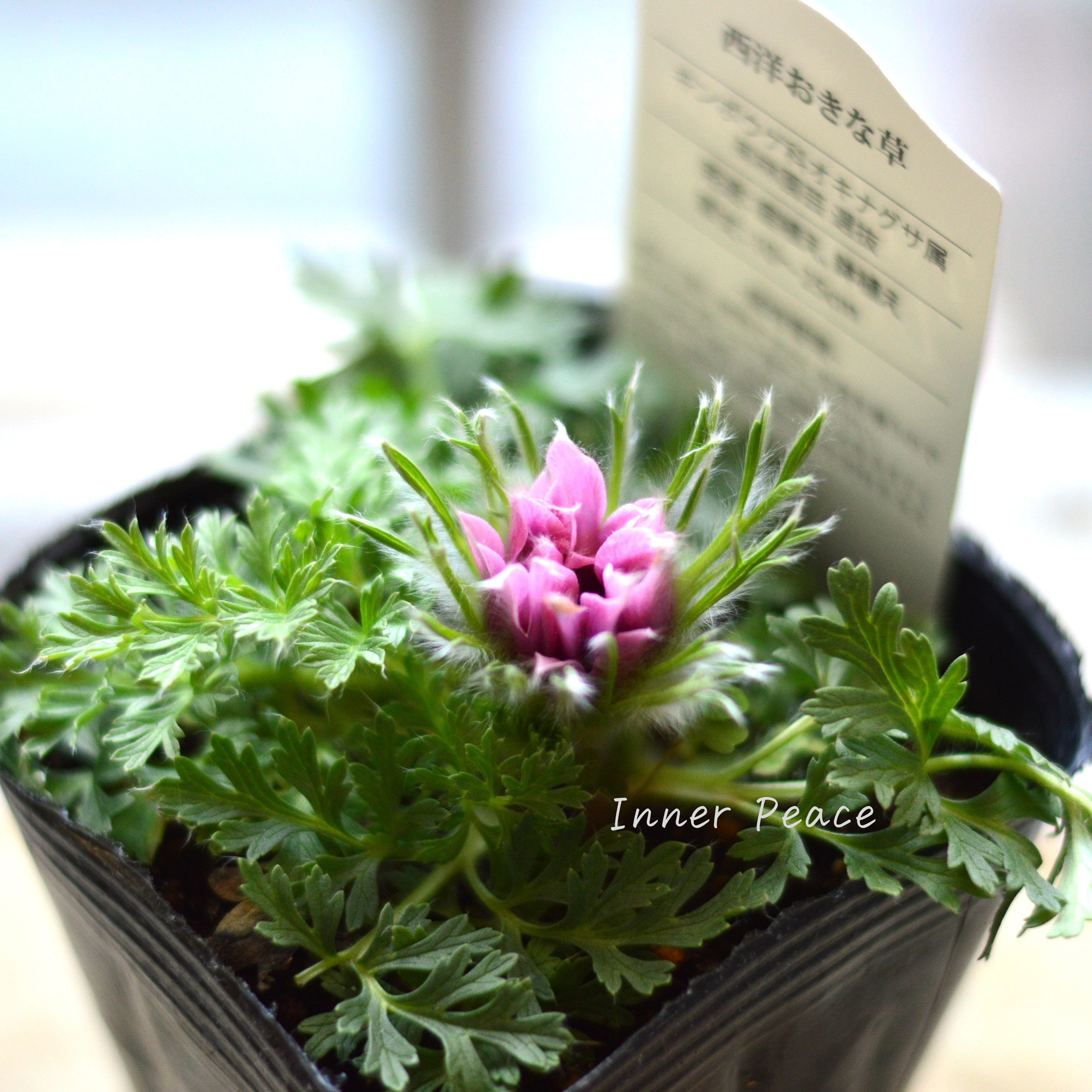 【美しい】 西洋オキナグサ 『プルサティラ ブルガリス・ピンク』 3.5寸POT