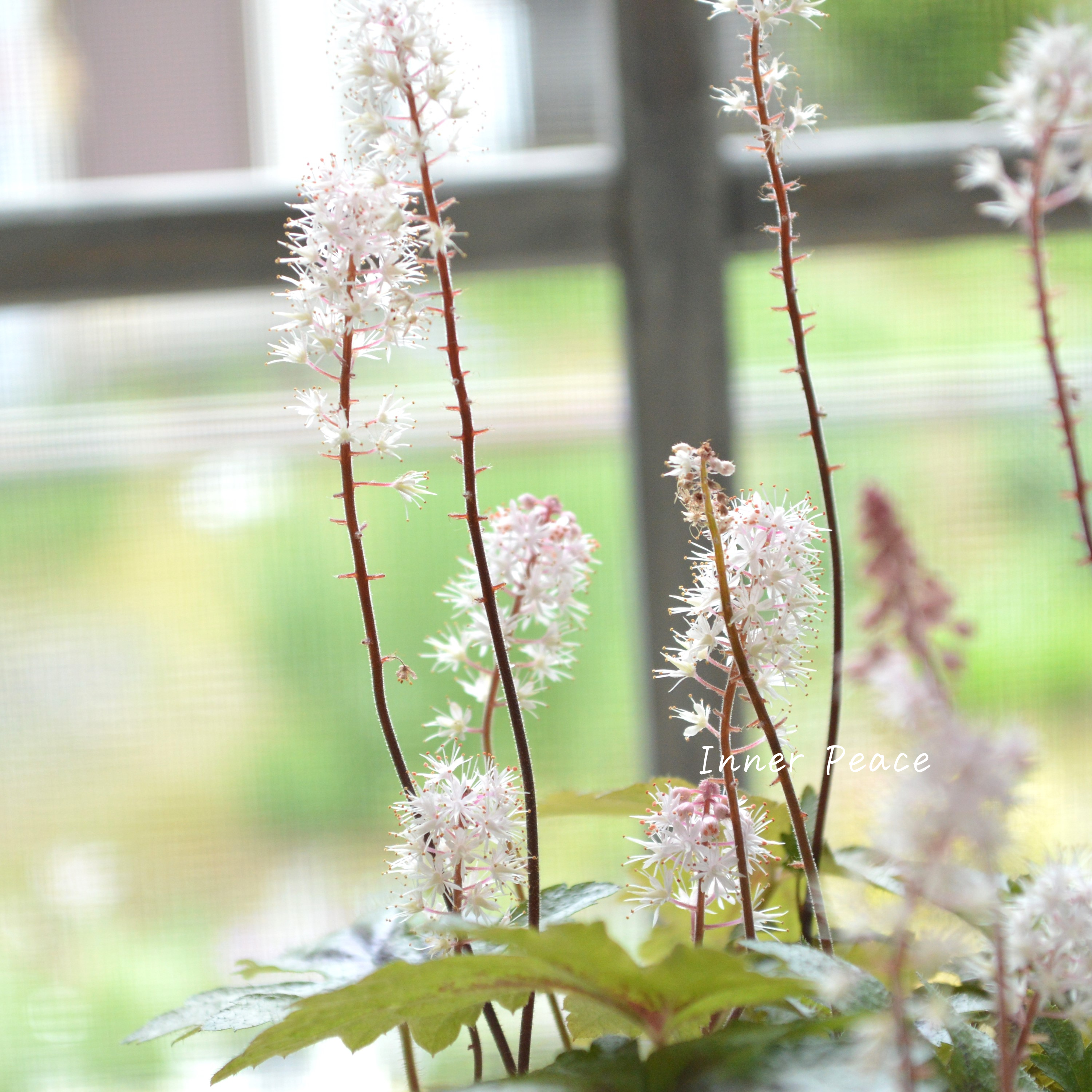 【宿根草】 ティアレラ 『スプリングシンフォニー』 2.5寸ロングPOT