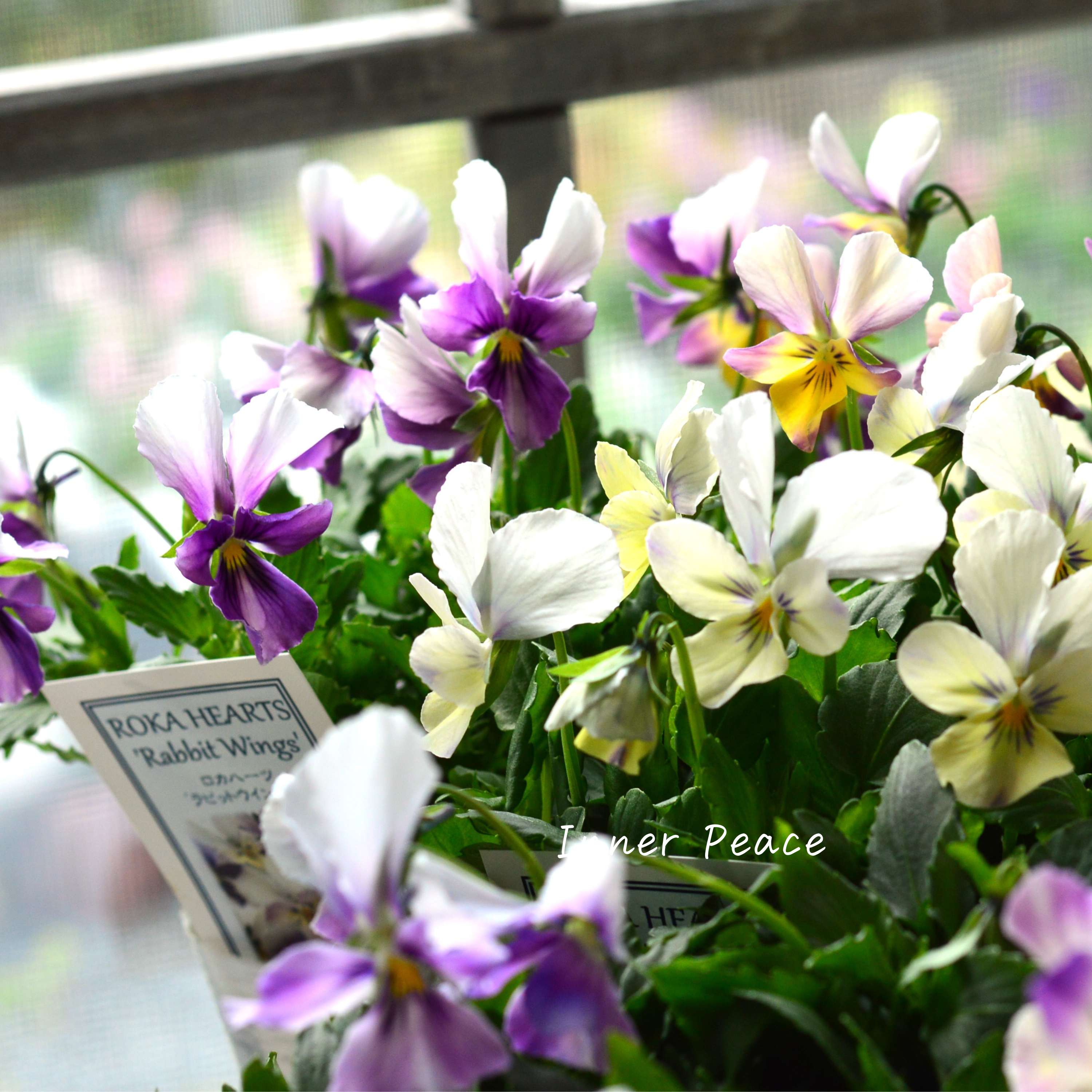 【美しい】 ビオラ ロカハーツ 『ラビットウイングス』 3.5寸POT