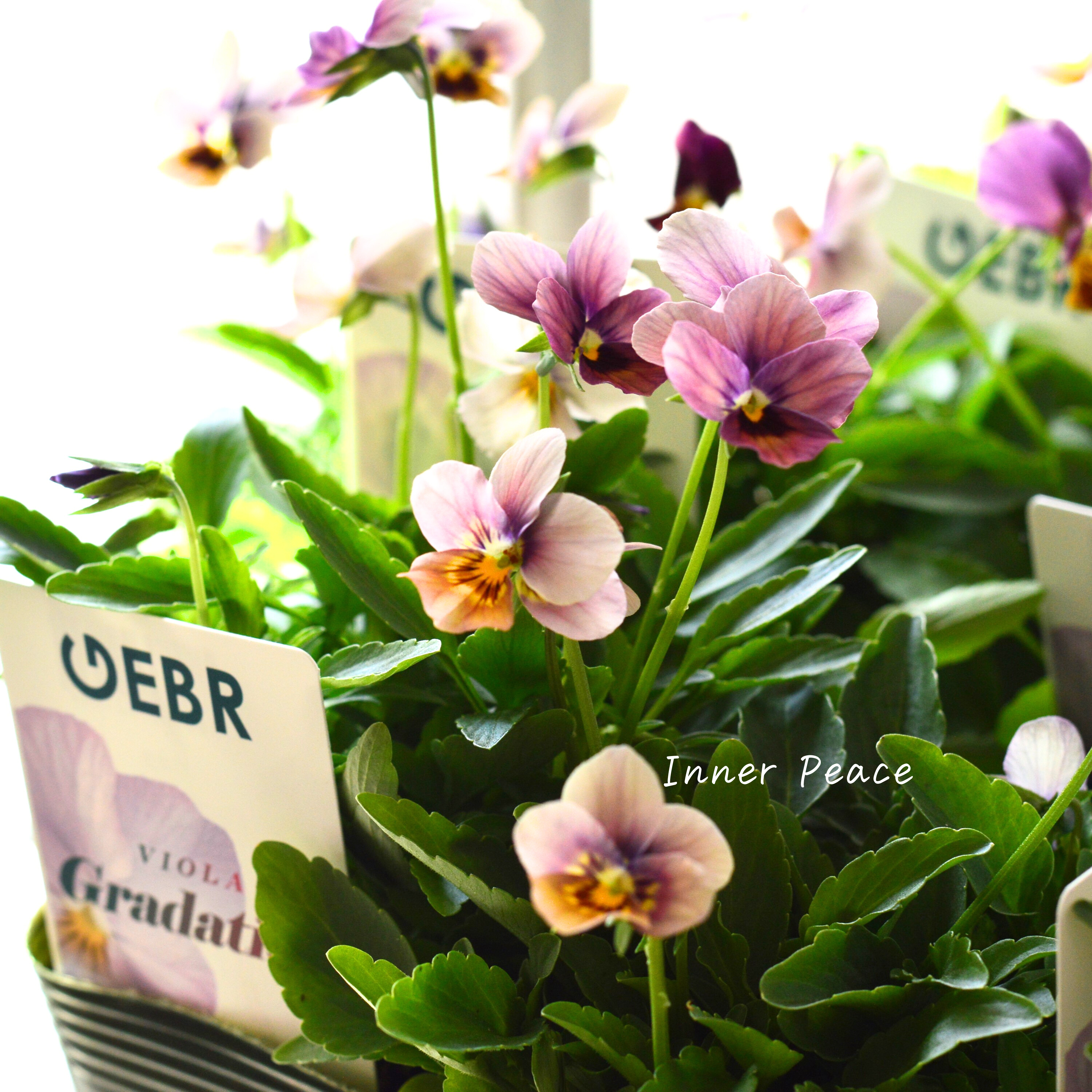 【ゲブラさん】 ビオラ 『グラデーション』 3.5寸POT