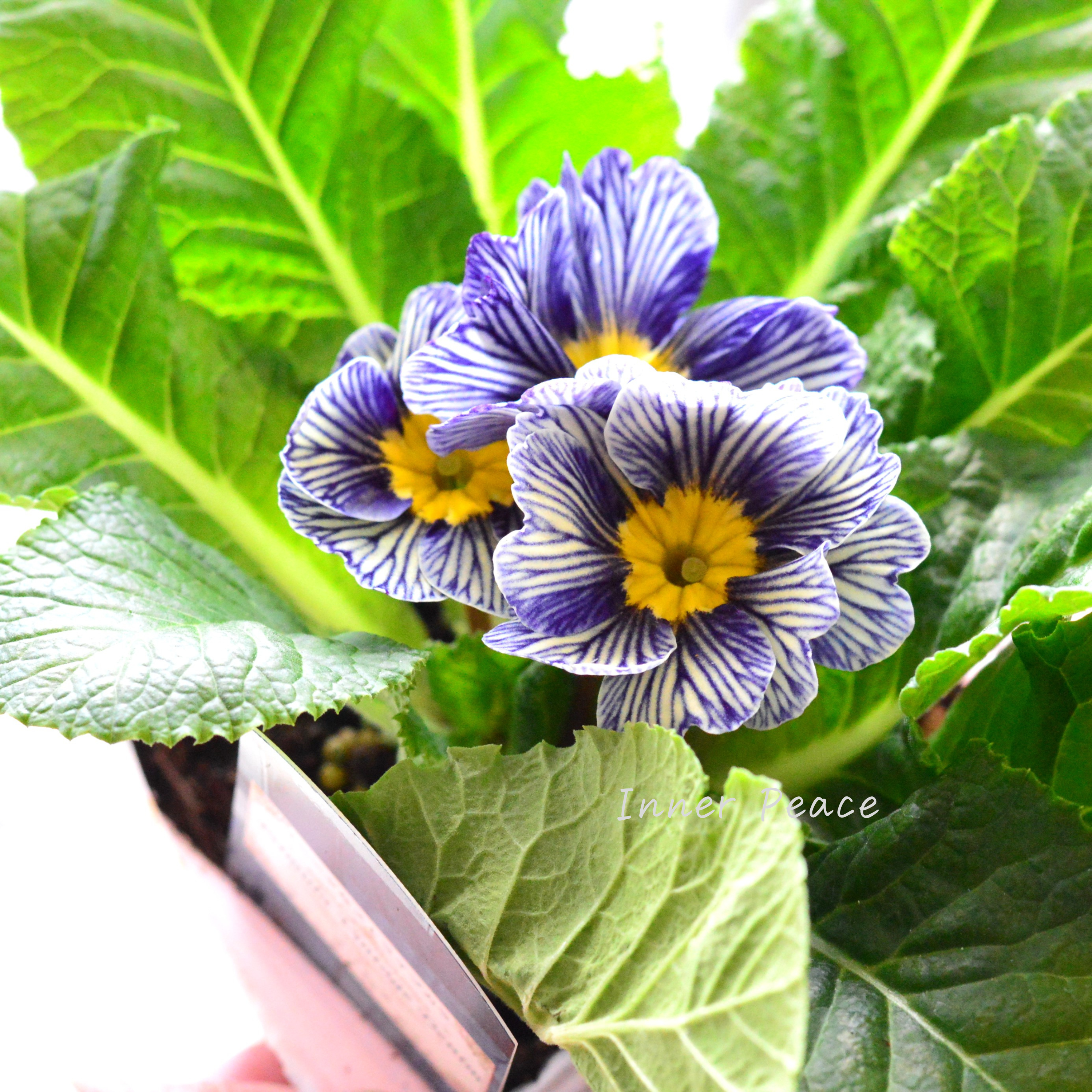 【個性的】 プリムラ 『ヴィンテージデニム』 3寸POT