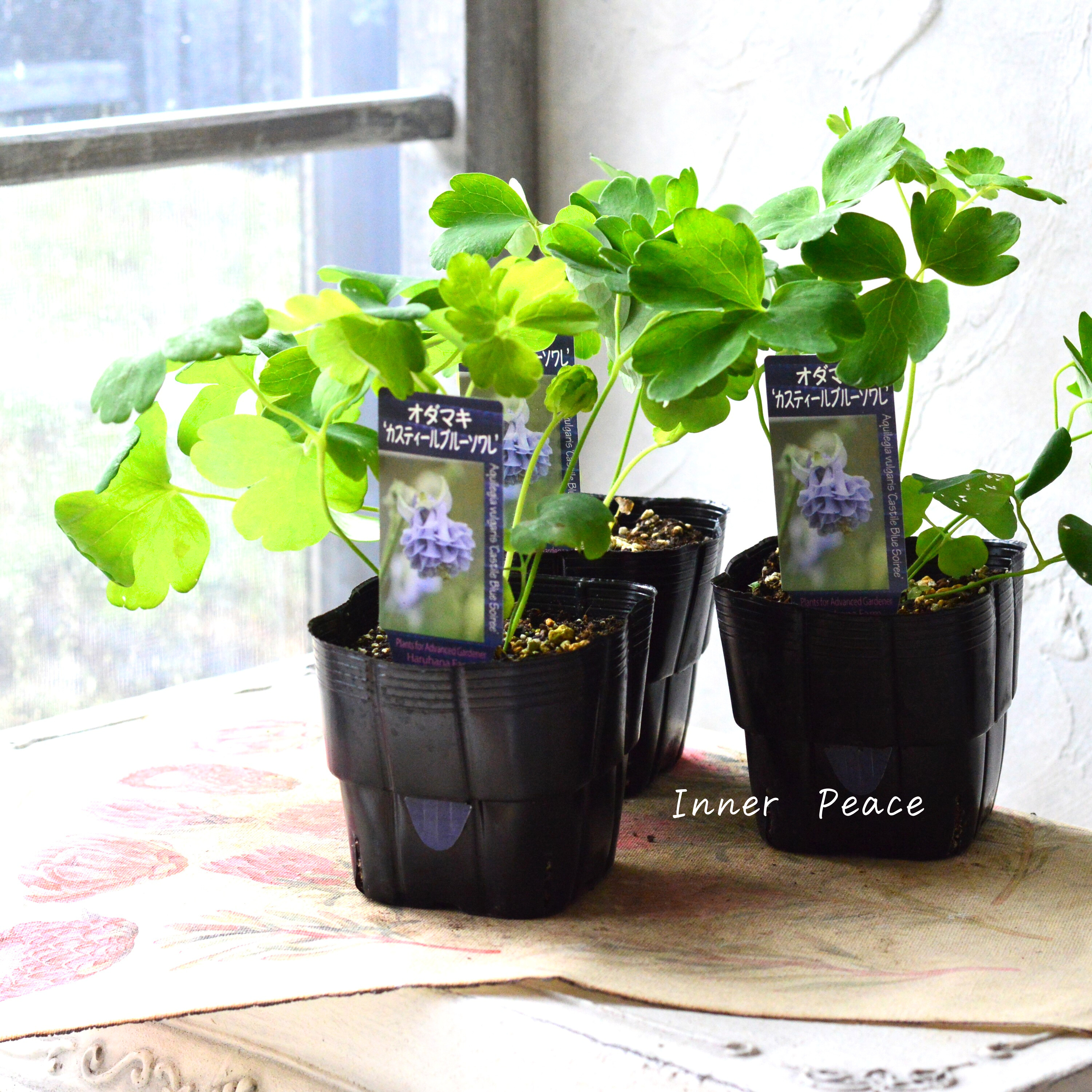 【希少】 八重咲きオダマキ 『カスティールブルー ソワレ』 3.5寸POT