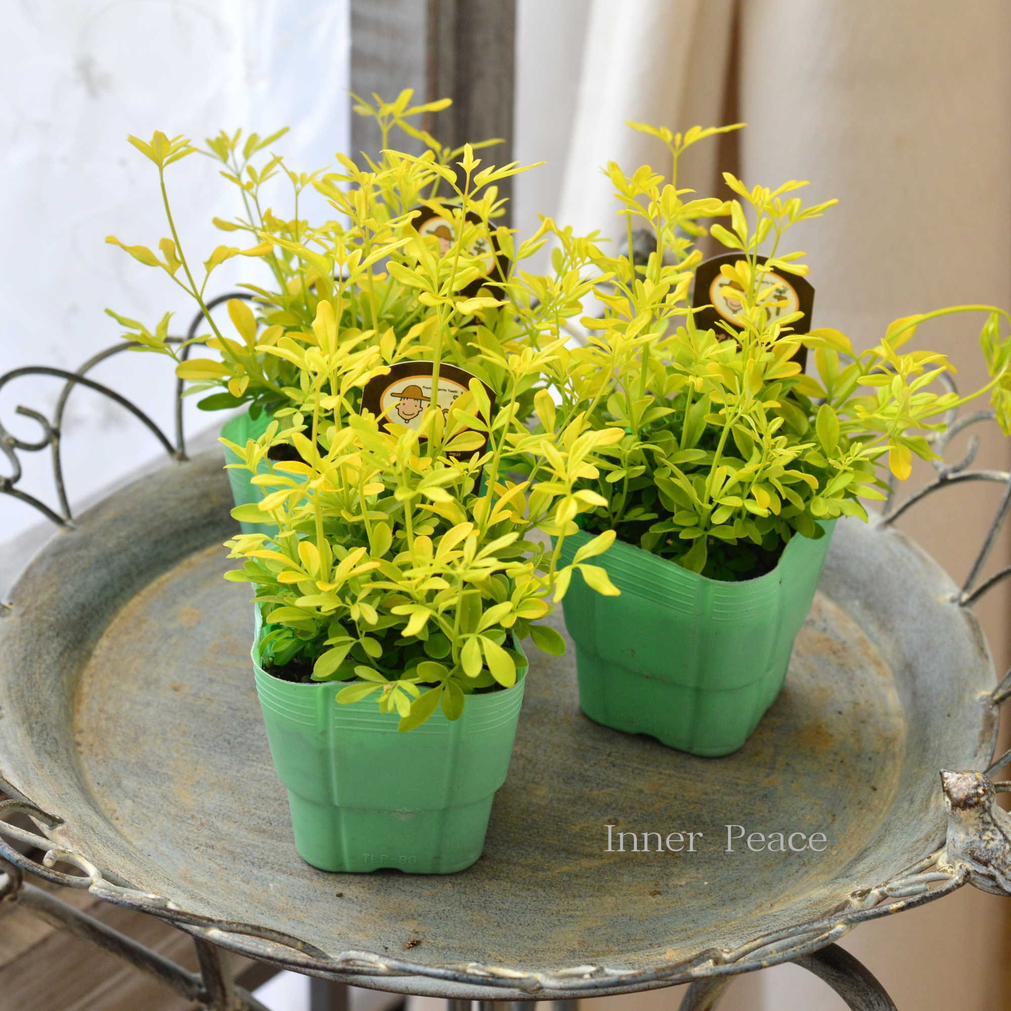 【寄せ植えに】 プリムローズジャスミン 『オーレア』 2.5寸POT