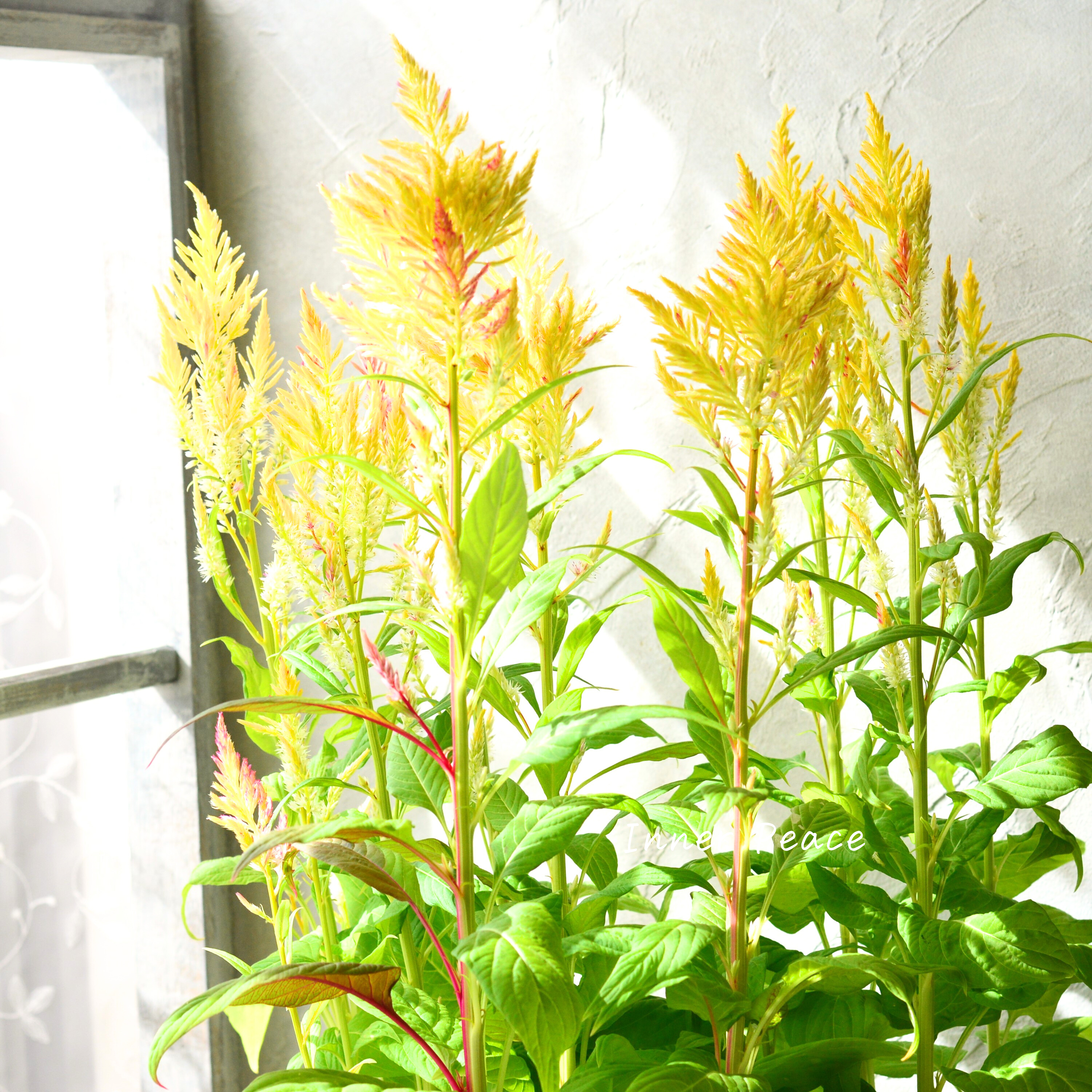 【ゲブラナガトヨさん】 ケイトウ 『霧島の秋・キメラ咲き』 3.5寸POT