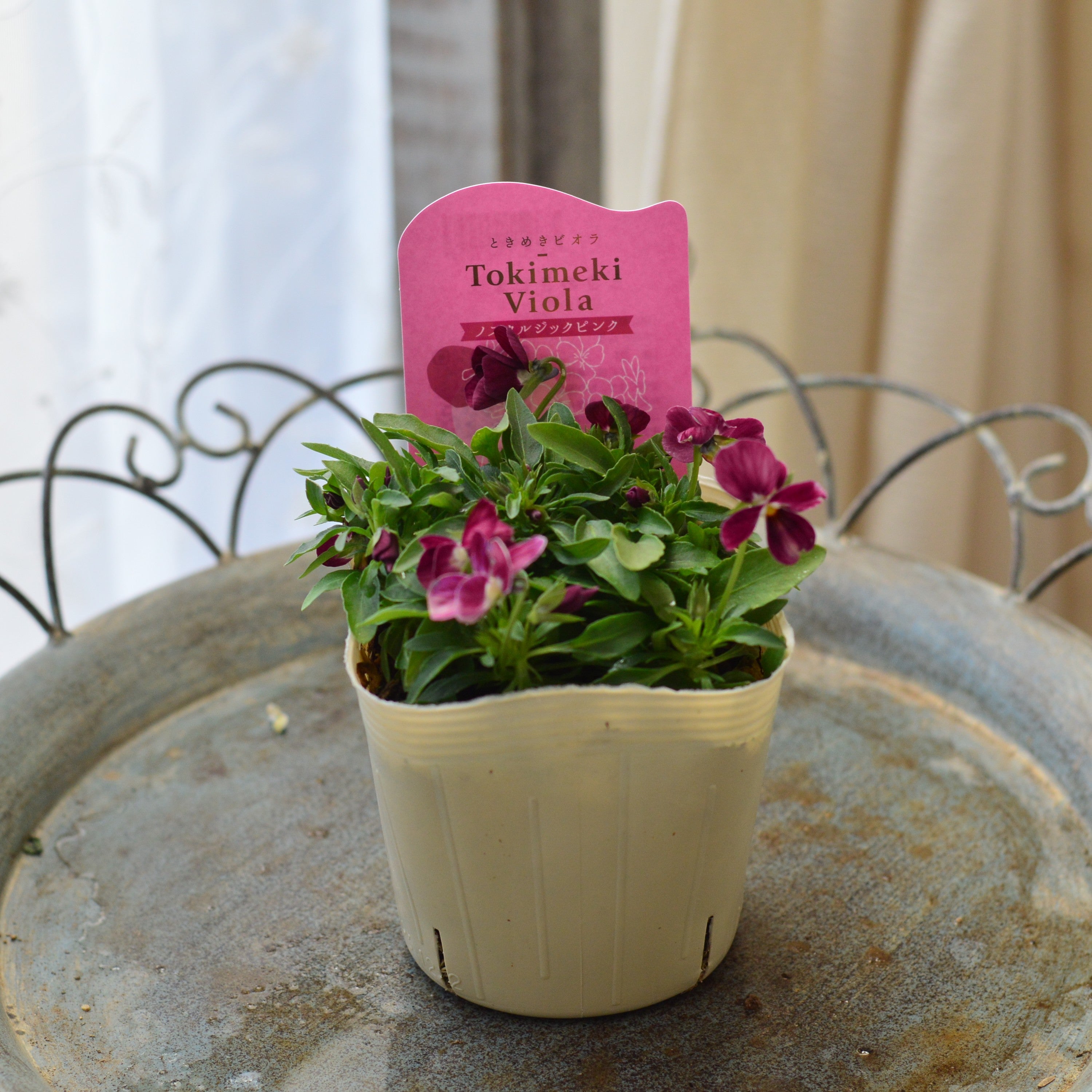 【奥田園芸さん】 ときめきビオラ 『ノスタルジックピンク』 3.5寸POT