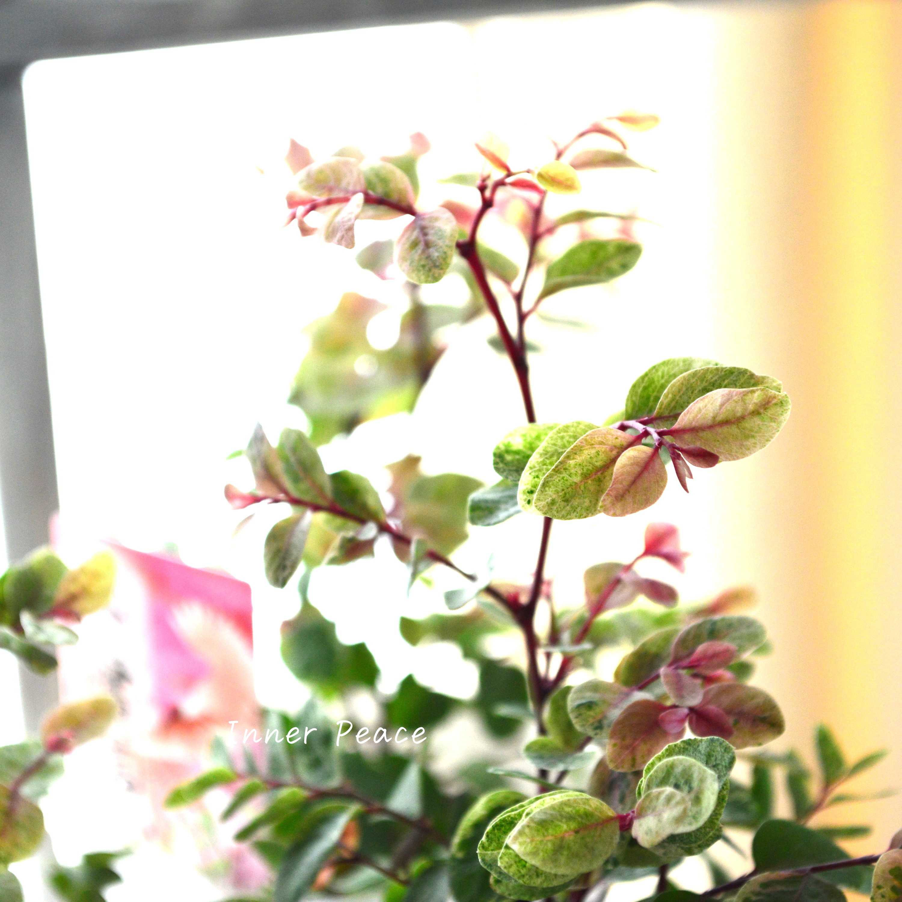 【美しい】 ブライニア(洋種小判の木) 『朱鷲茜~トキアカネ~』 2.5寸~3寸POT