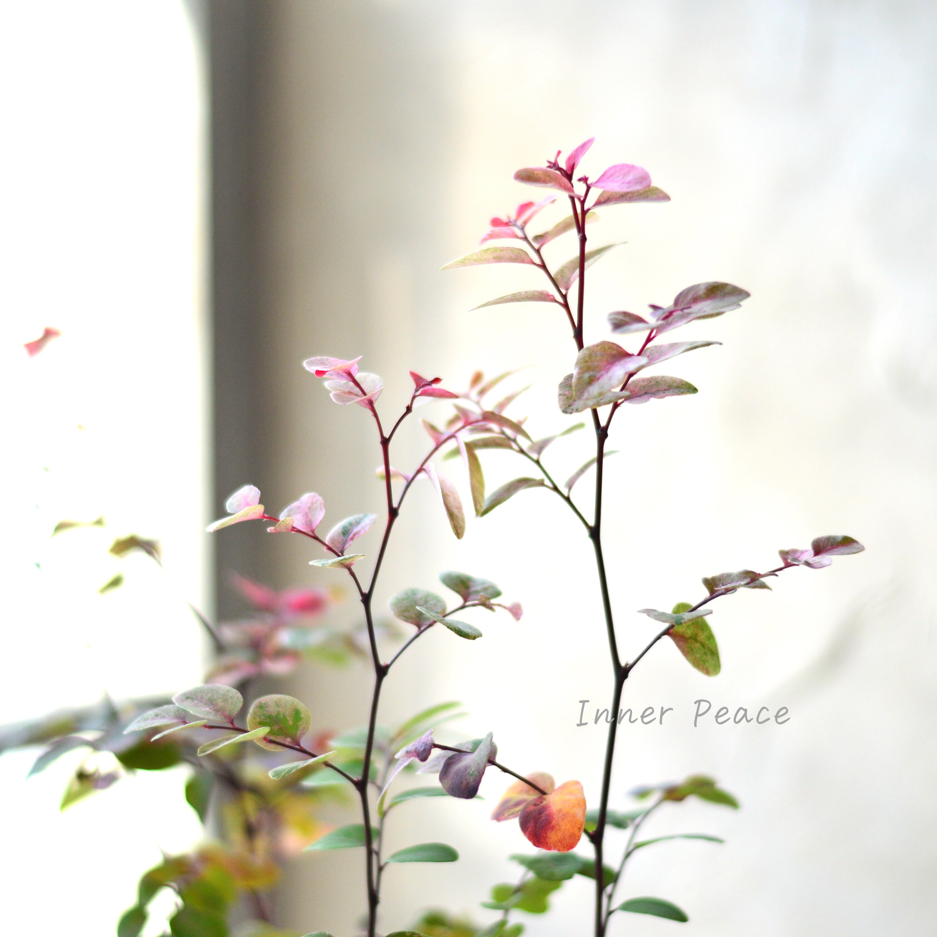 【美しい】 ブライニア(洋種小判の木) 『朱鷲茜~トキアカネ~』 2.5寸~3寸POT