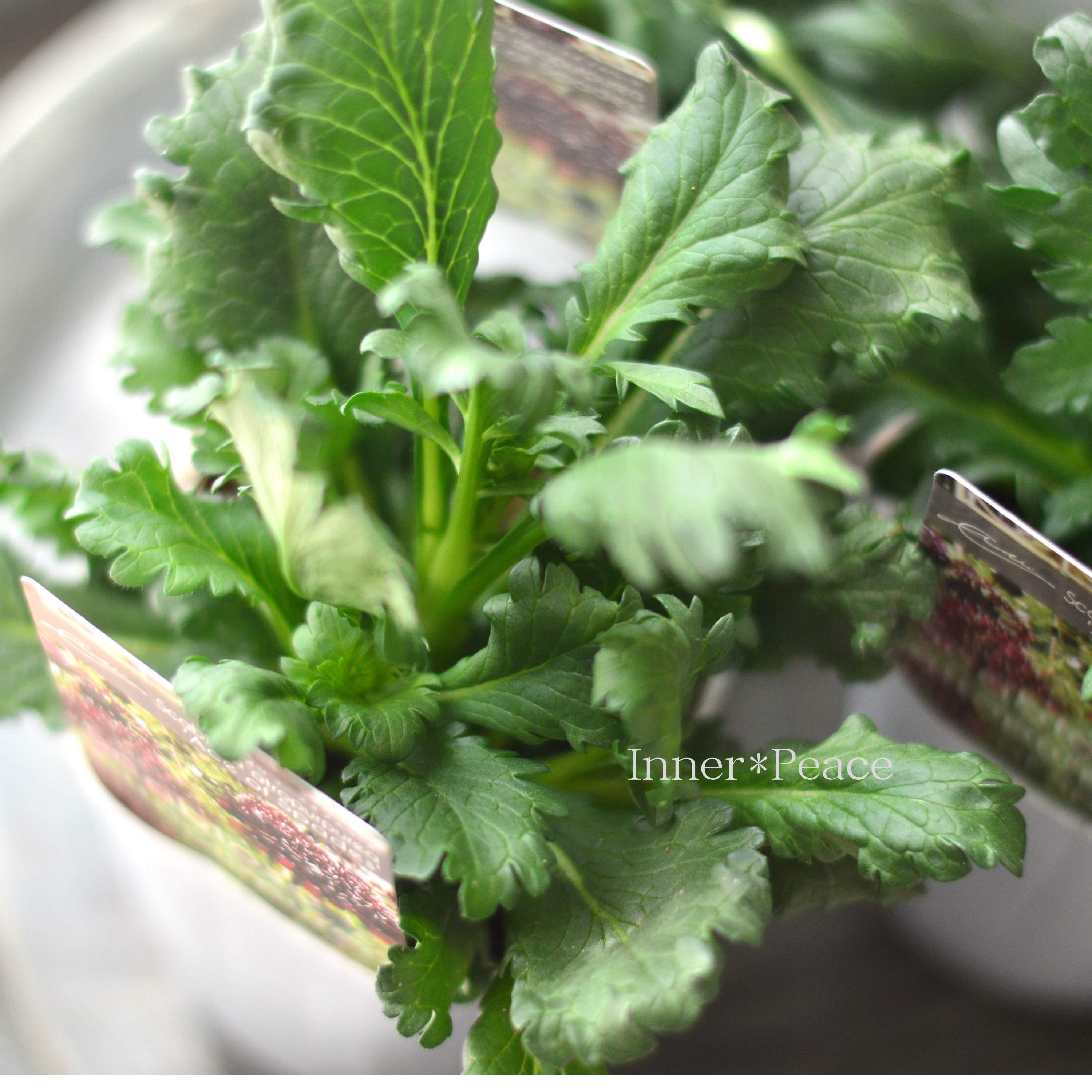 【暑さ寒さに強い】 スカビオサ 『エースオブスペード』 植え込み用 3寸POT