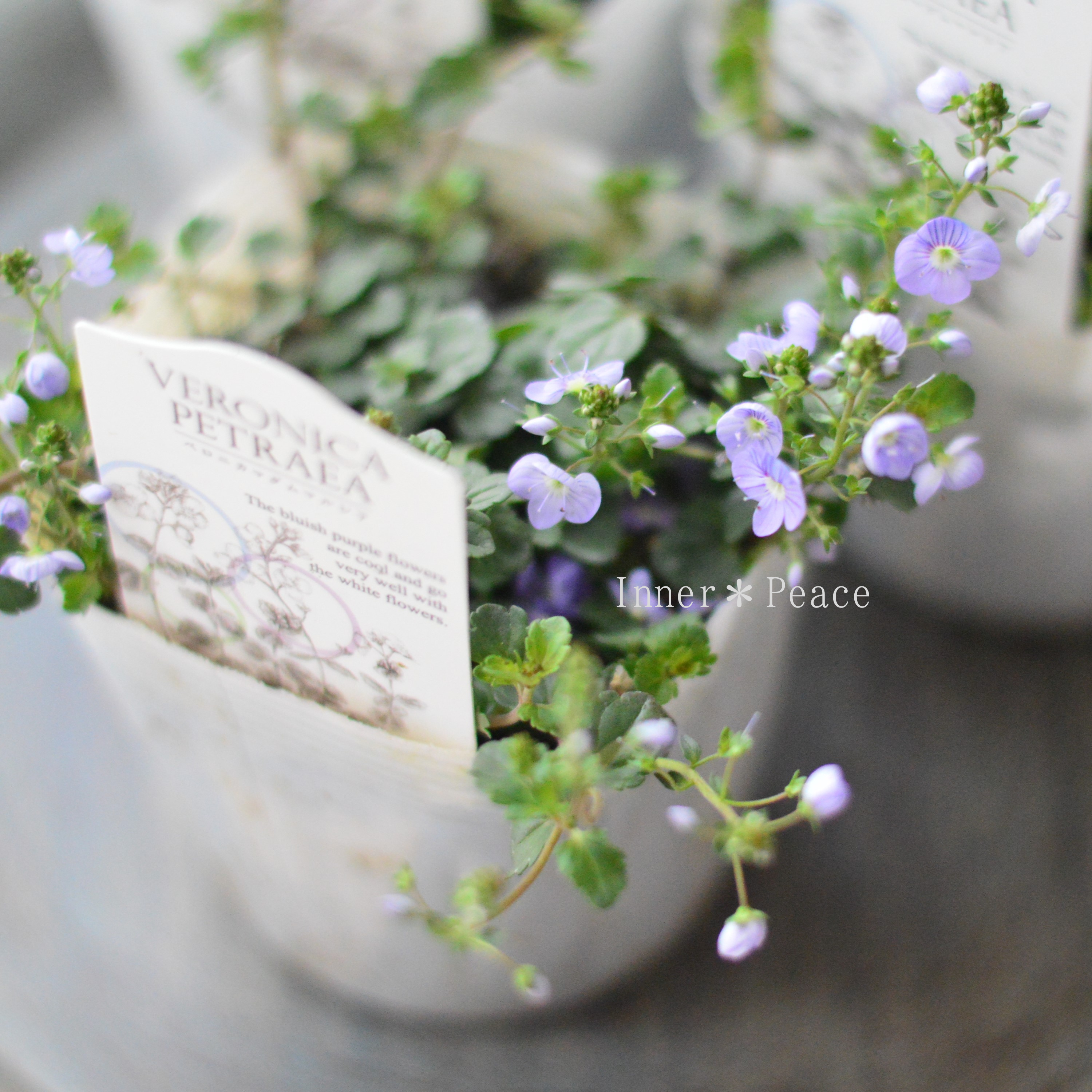 【美しい】 ベロニカ 『マダムマルシア』 3.5寸POT