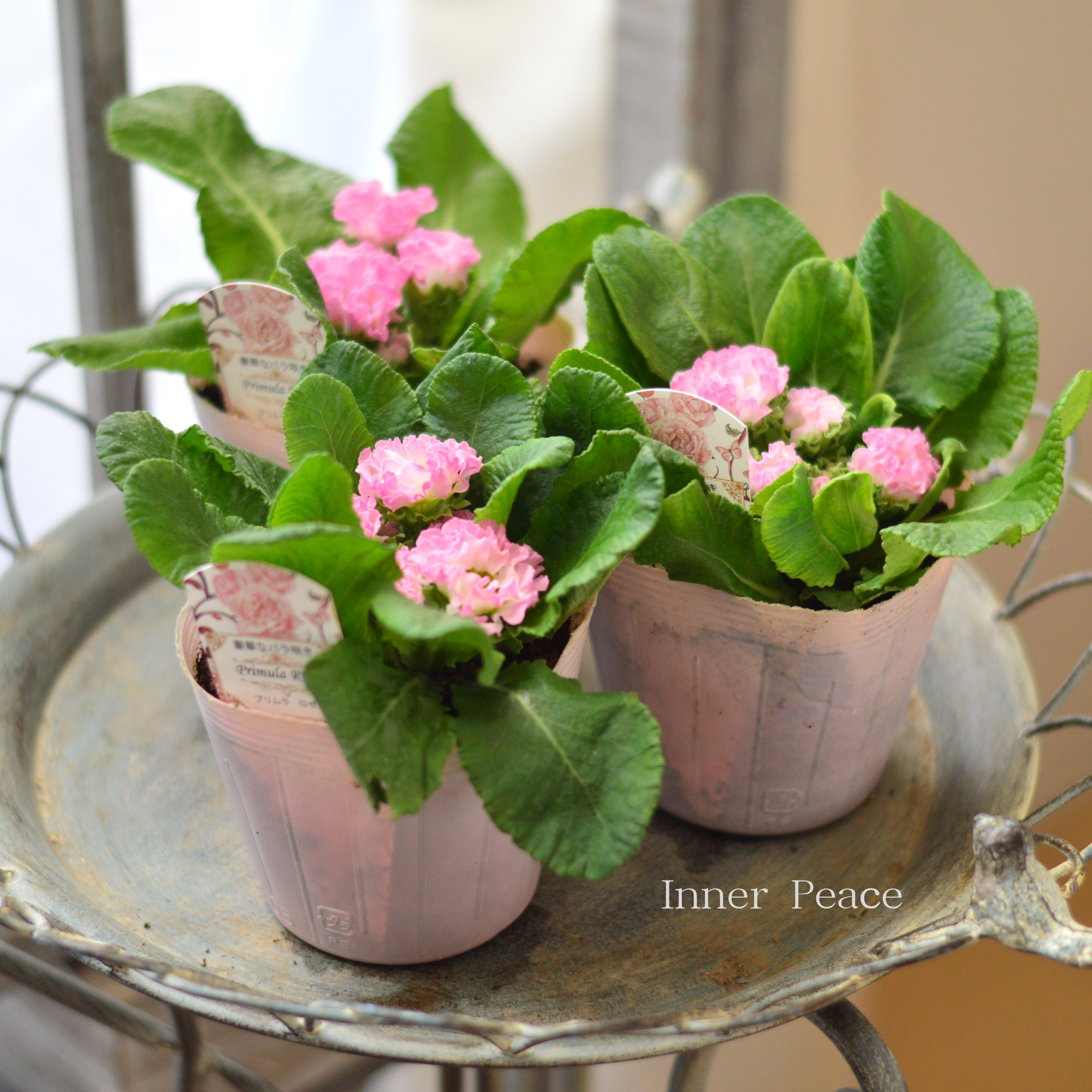 【美しい】 プリムラ・ジュリアン 『ロゼア ピンク』 3.5寸POT