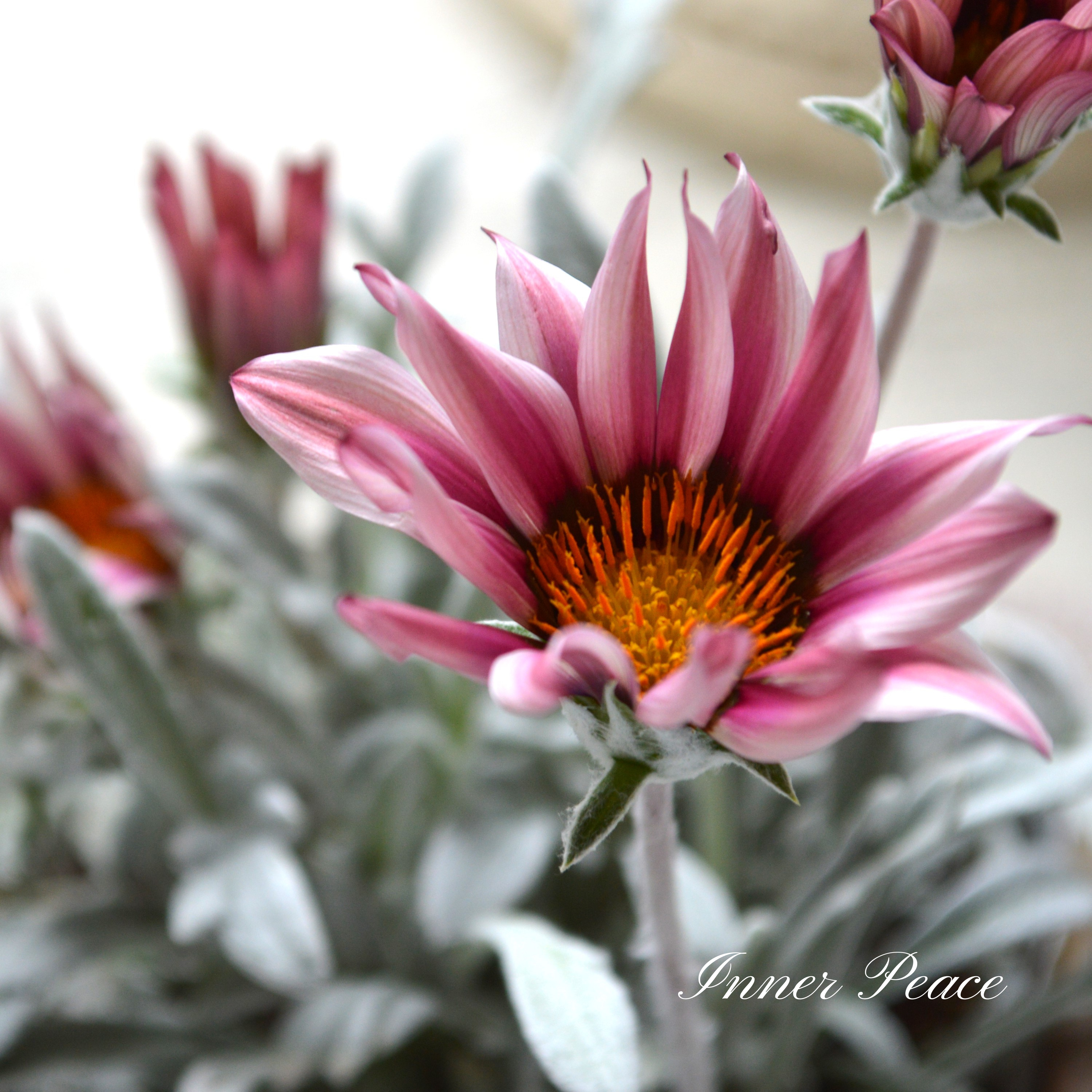 【希少】 ガザニア 『クリムゾンフラッシュ』 3.5寸POT