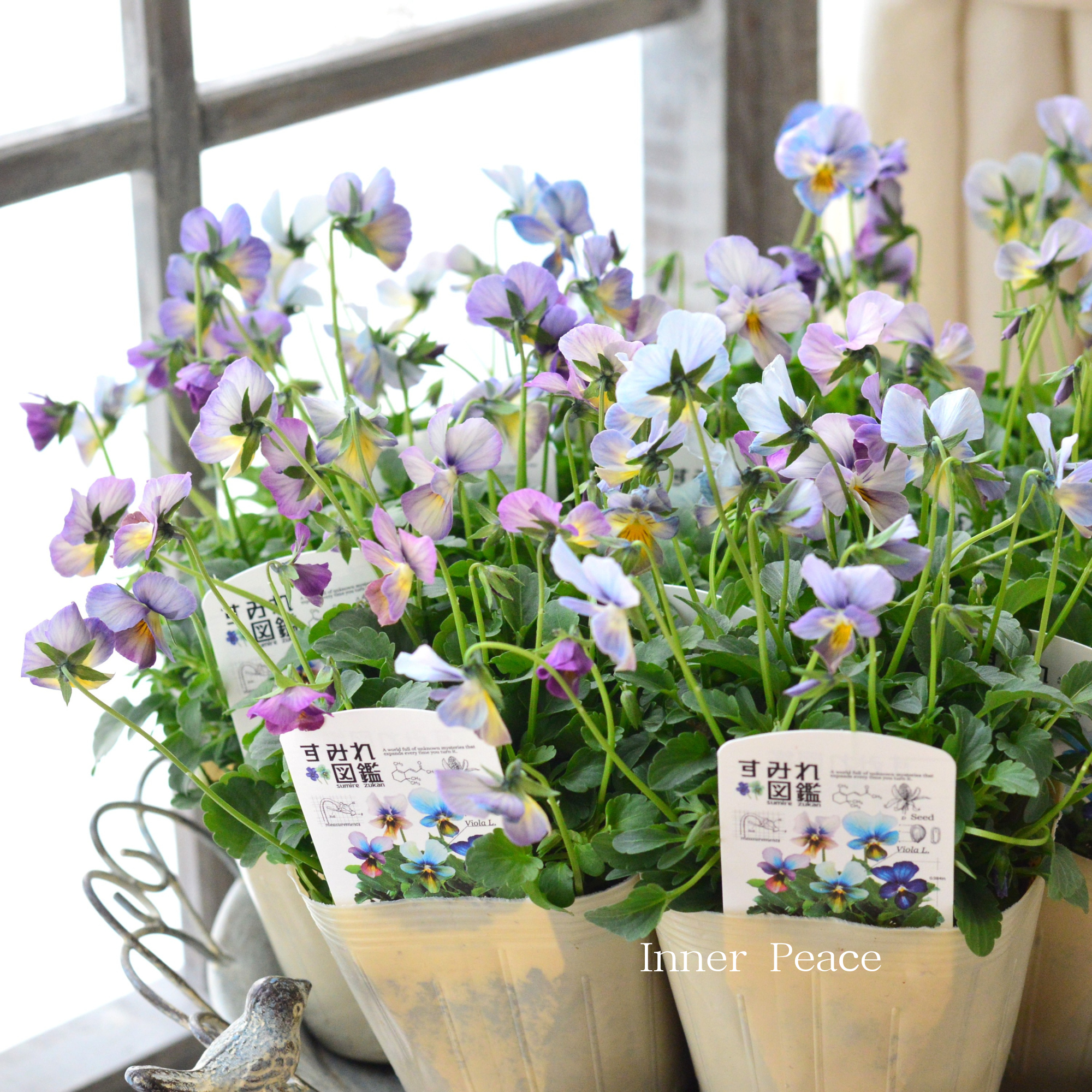 【希少】 おひとり様1苗限定 ビオラ 『すみれ図鑑・紫水』 3.5寸POT
