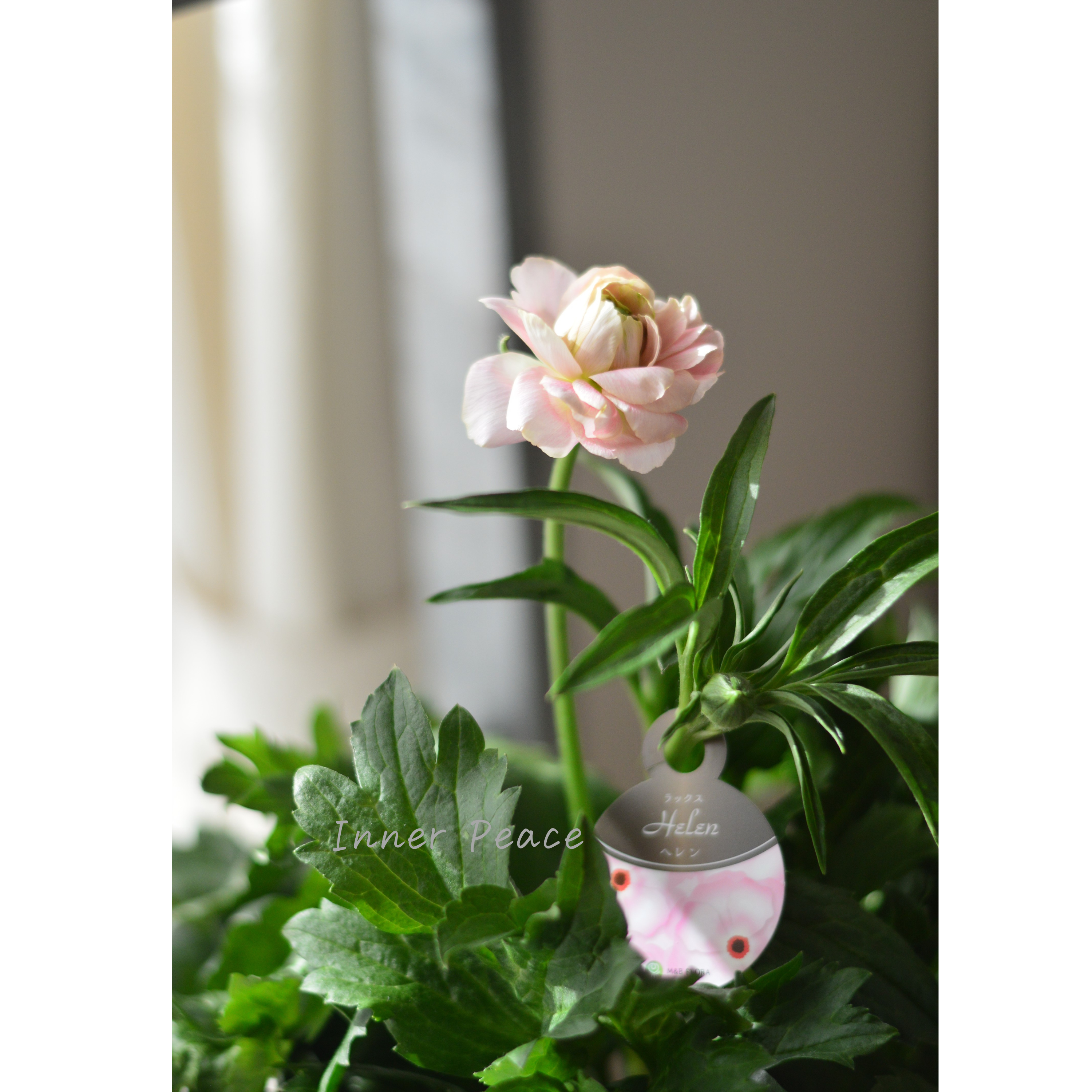 【美しい】 ラナンキュラス・ラックス 『ヘレン』 5寸鉢