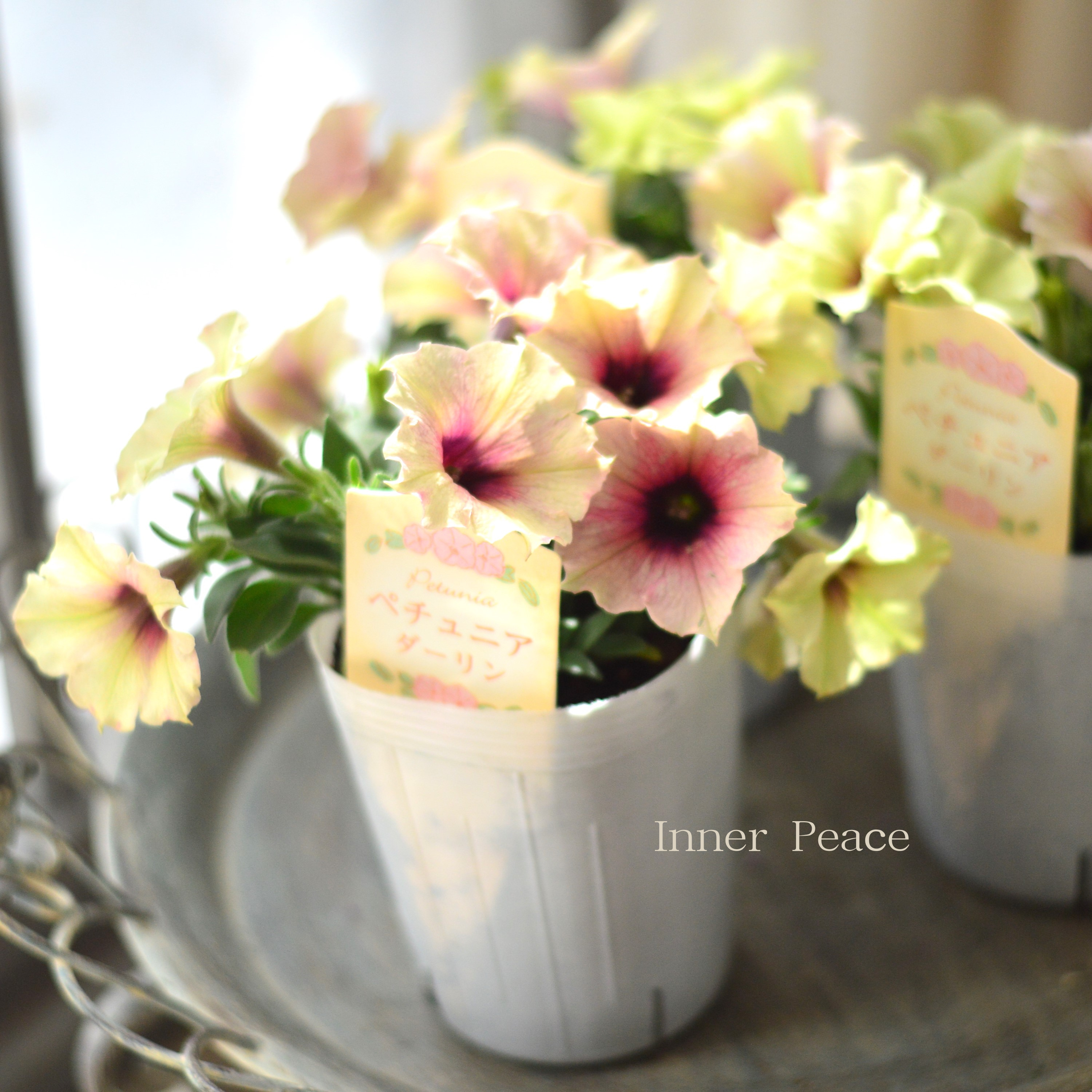 【神花園さん】 ペチュニア 『ダーリン』 3寸ロングPOT