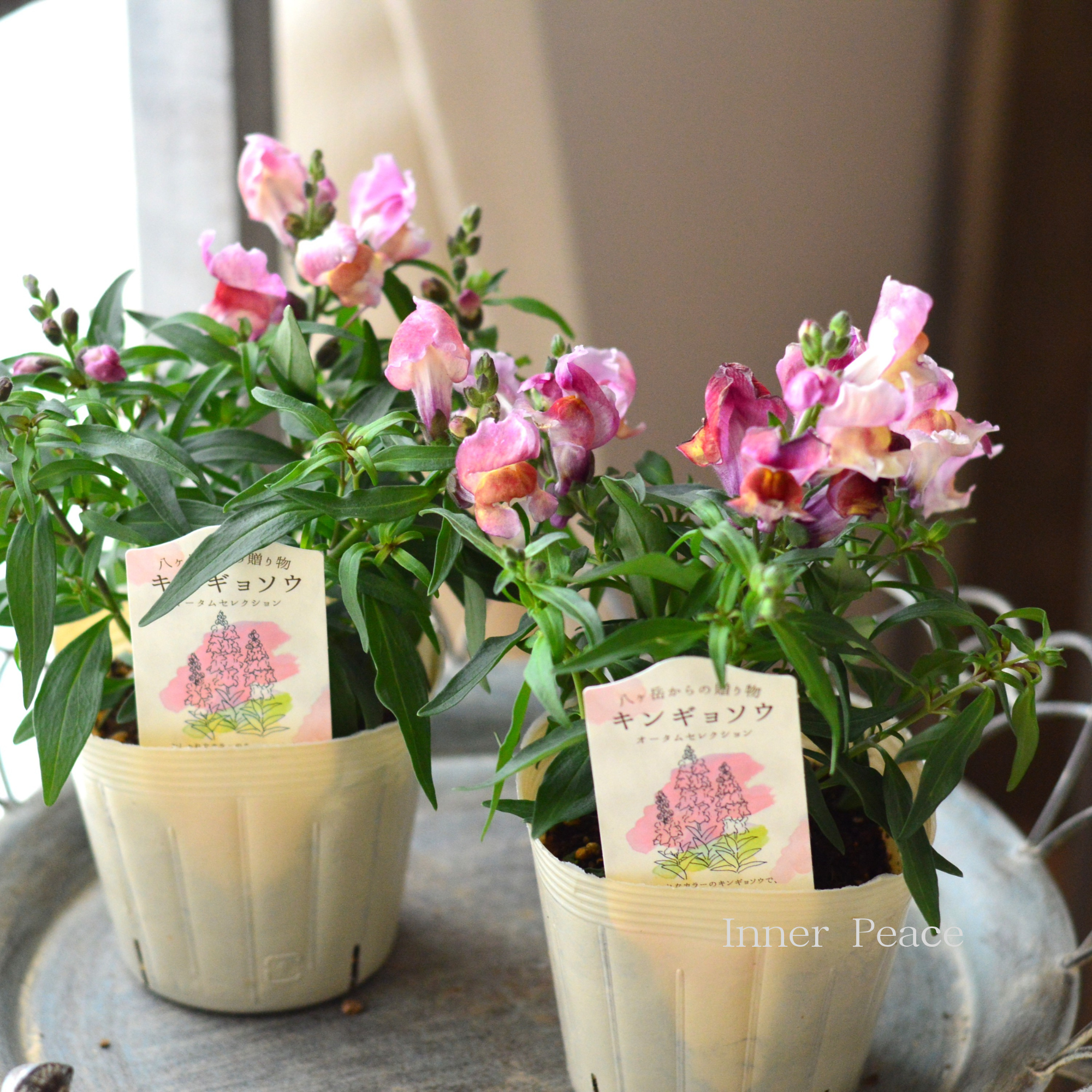 【かわいい】 キンギョソウ 『オータムセレクション F』 3.5寸POT