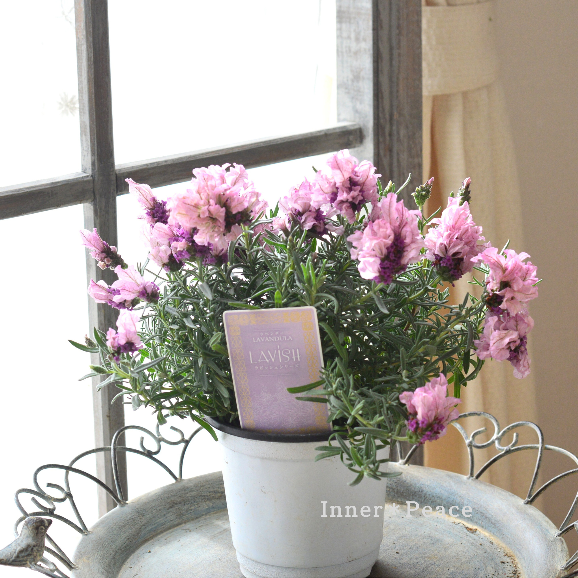 フレンチラベンダー 『ラビッシュ・ピンク』 4寸POT