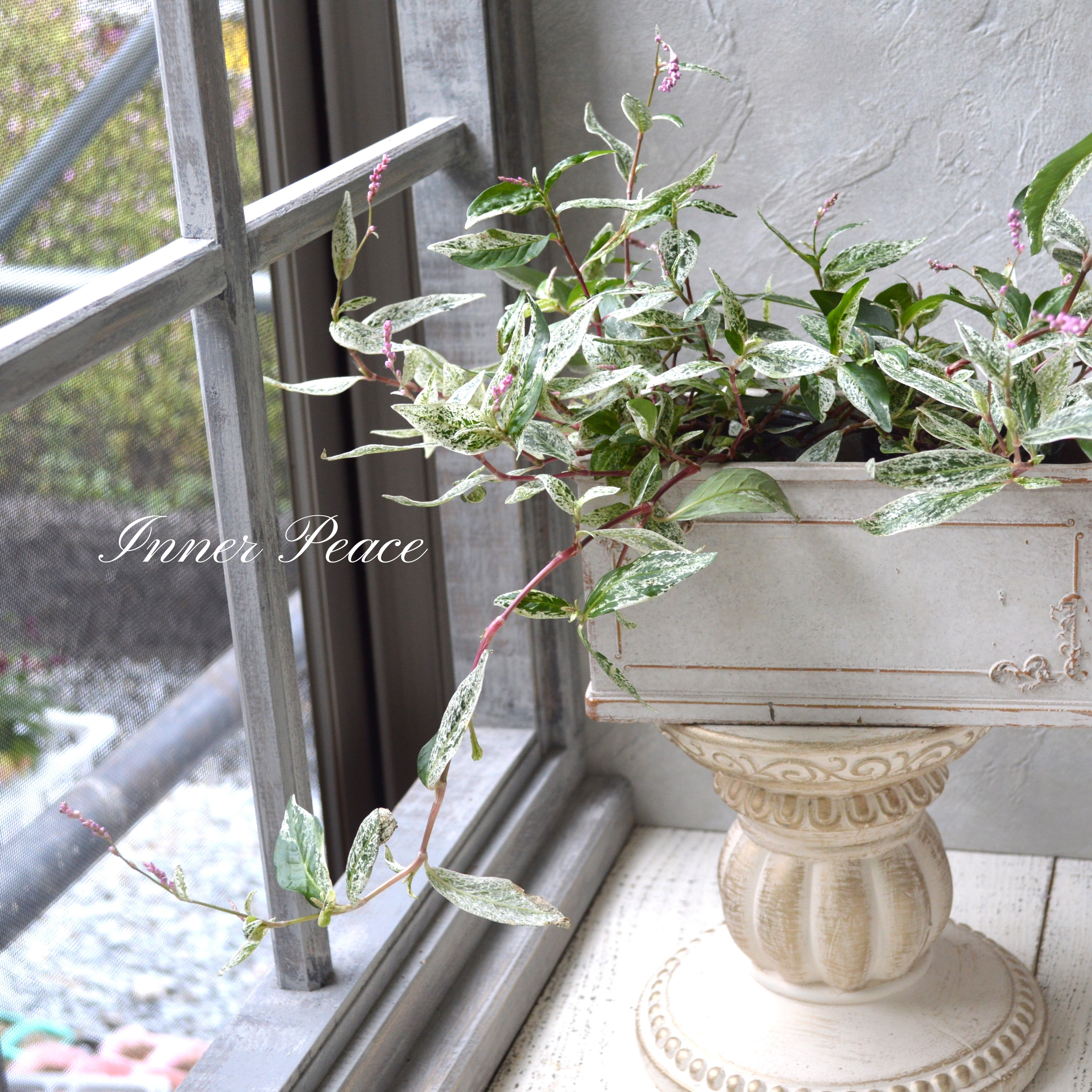 【希少】 ペルシカリア 『雪桜』 2.5寸ロングPOT