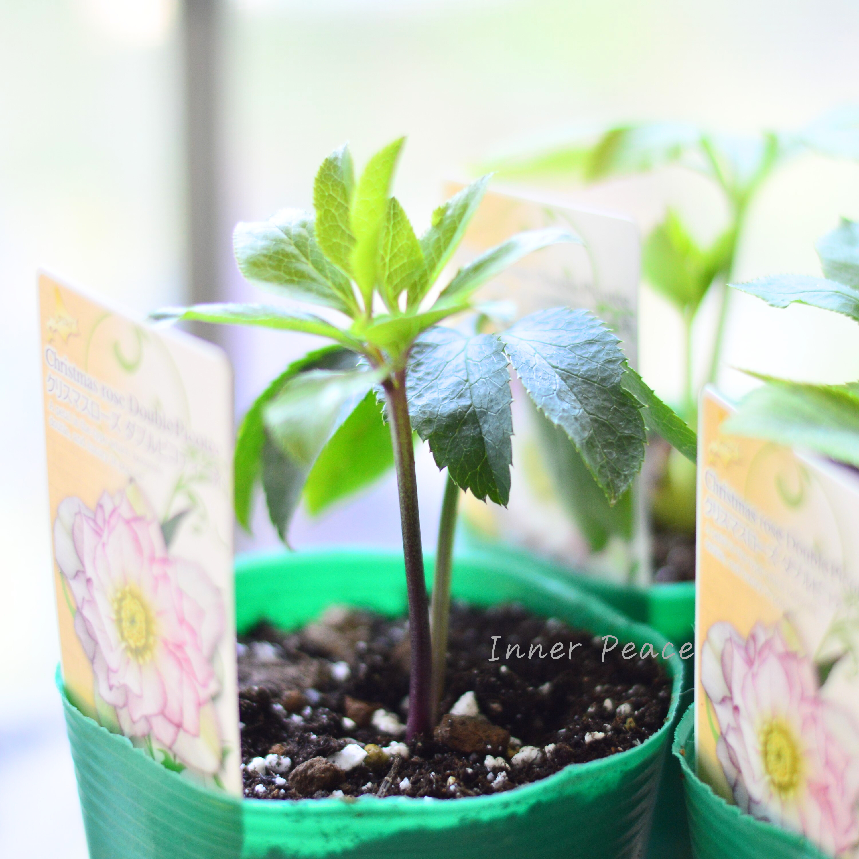 【八重咲き】 クリスマスローズ 『ダブルピコティ系』 3.5寸ロングPOT