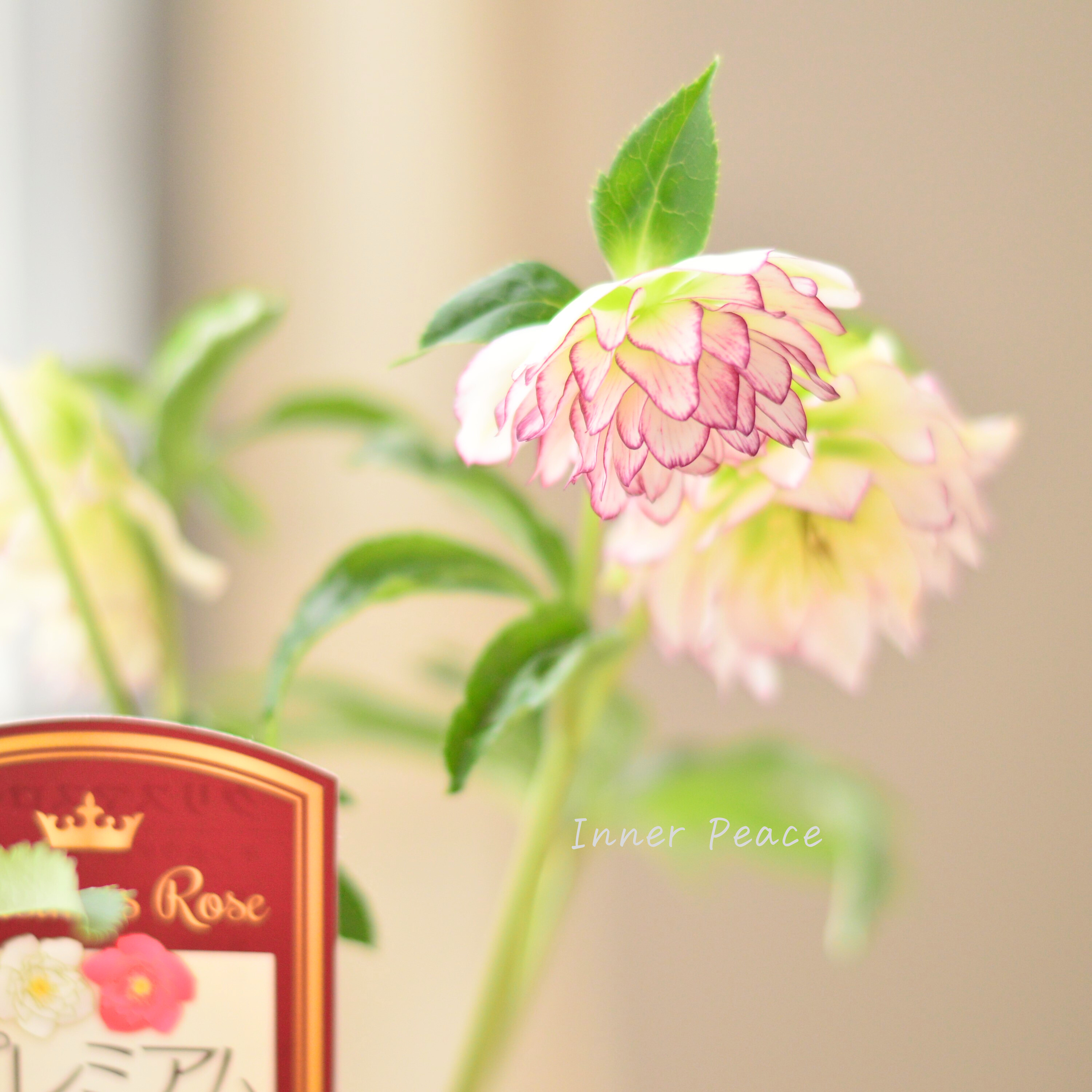 【希少】 吉瀬園芸さんのクリスマスローズ 『プレミアム・ダブル C』 4寸鉢