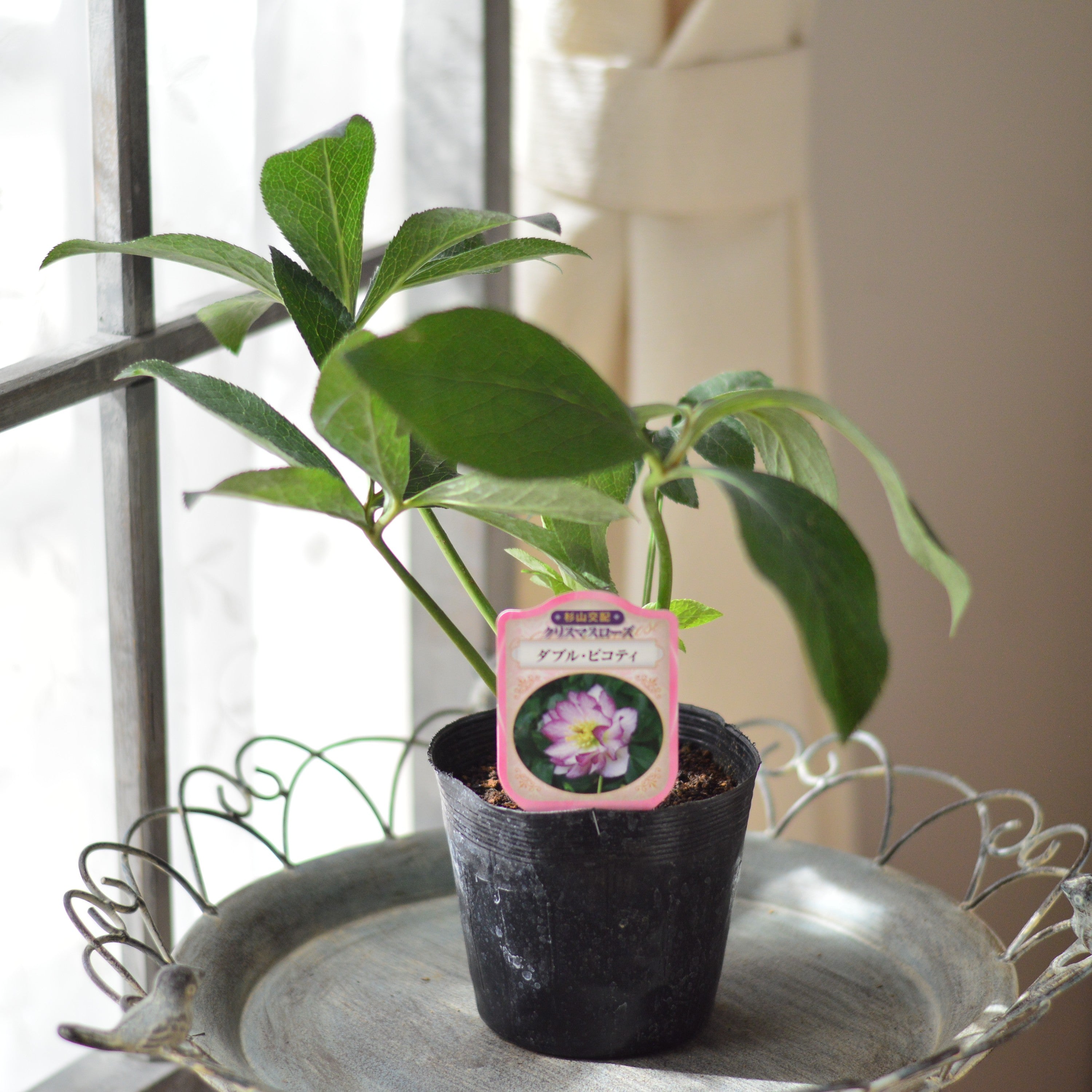 【杉光園芸さん】 クリスマスローズ 『ダブル・ピコティ』 4寸POT