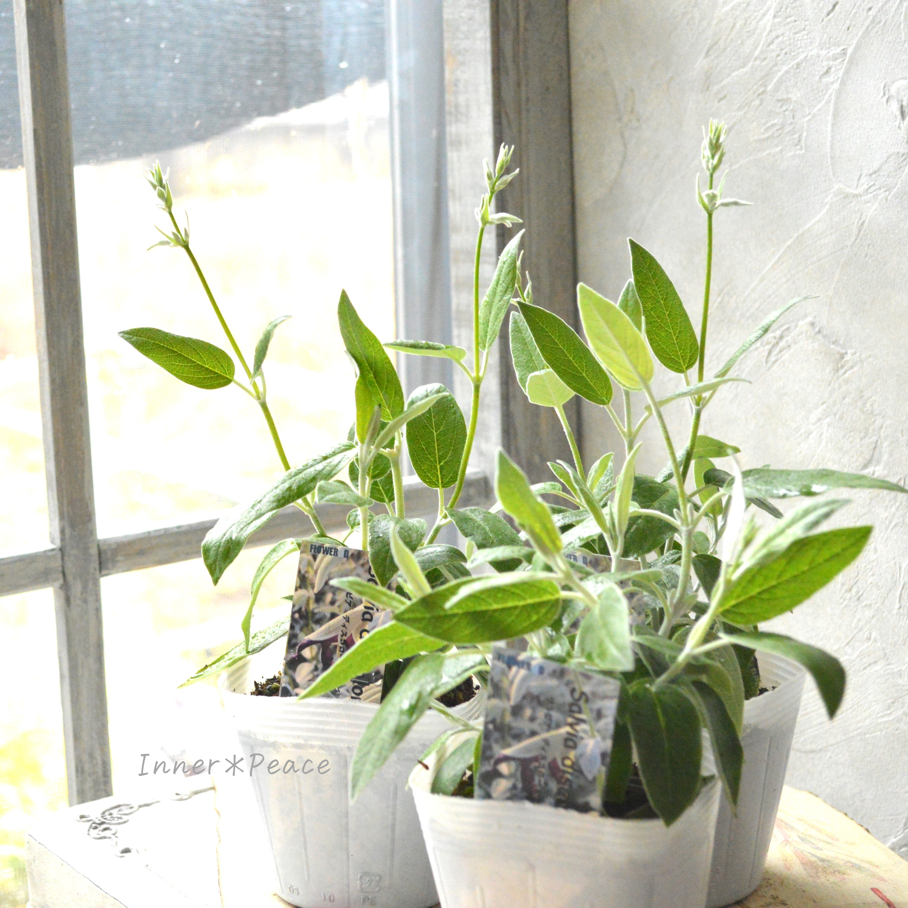 【希少】 サルビア 『ディスコロールカラー』 3.5寸POT