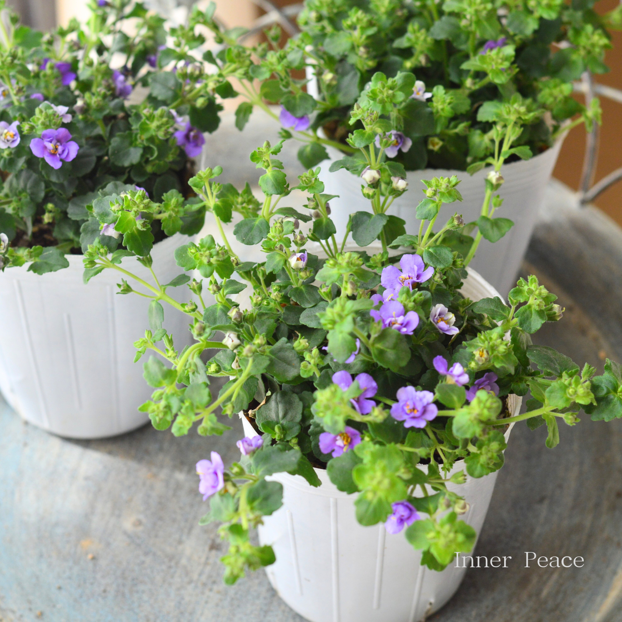 【2本植え】 バコパ 『スコピア ダブル・インディゴ』 3寸ロングPOT