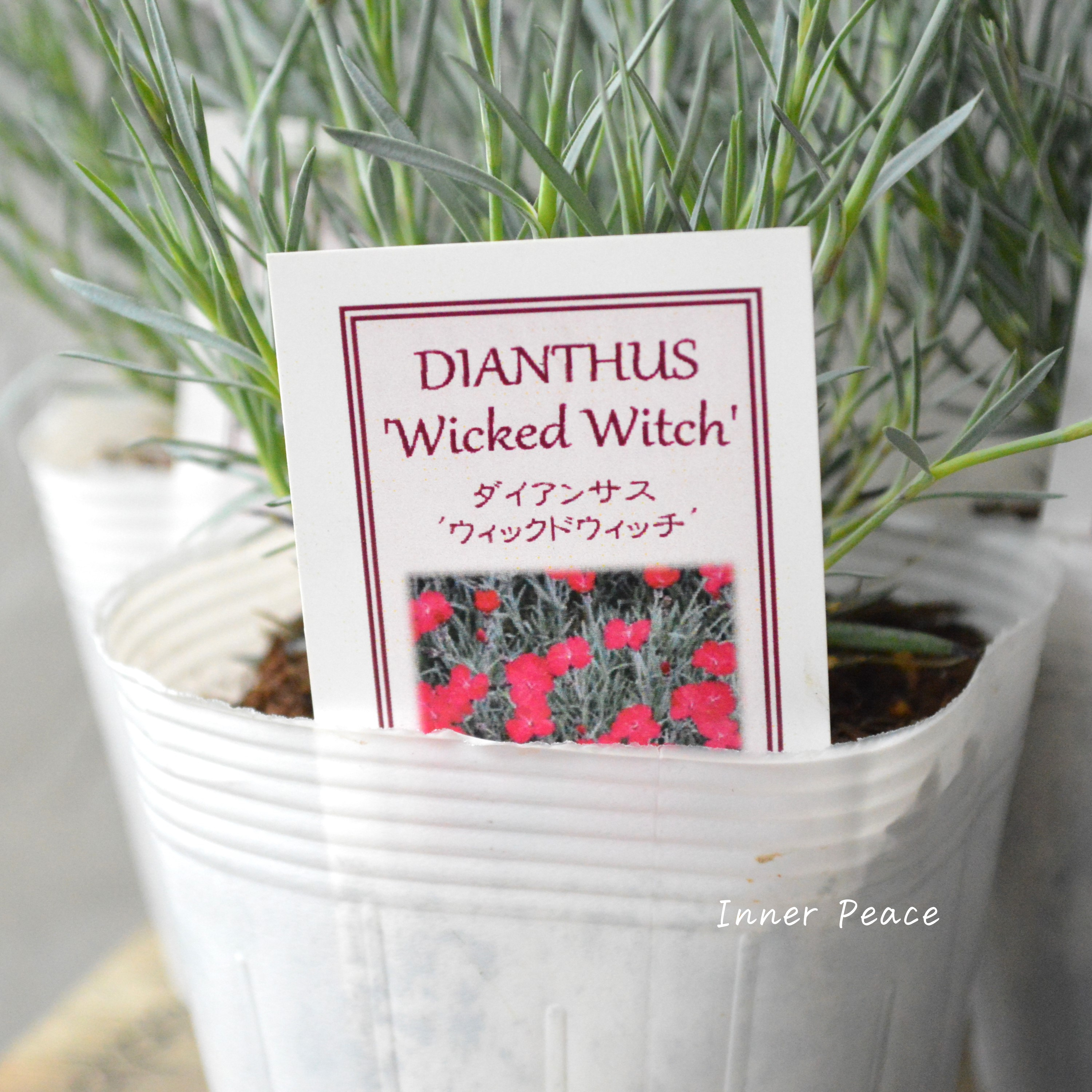 【希少】 ダイアンサス 『ウィックドウィッチ』 3寸POT