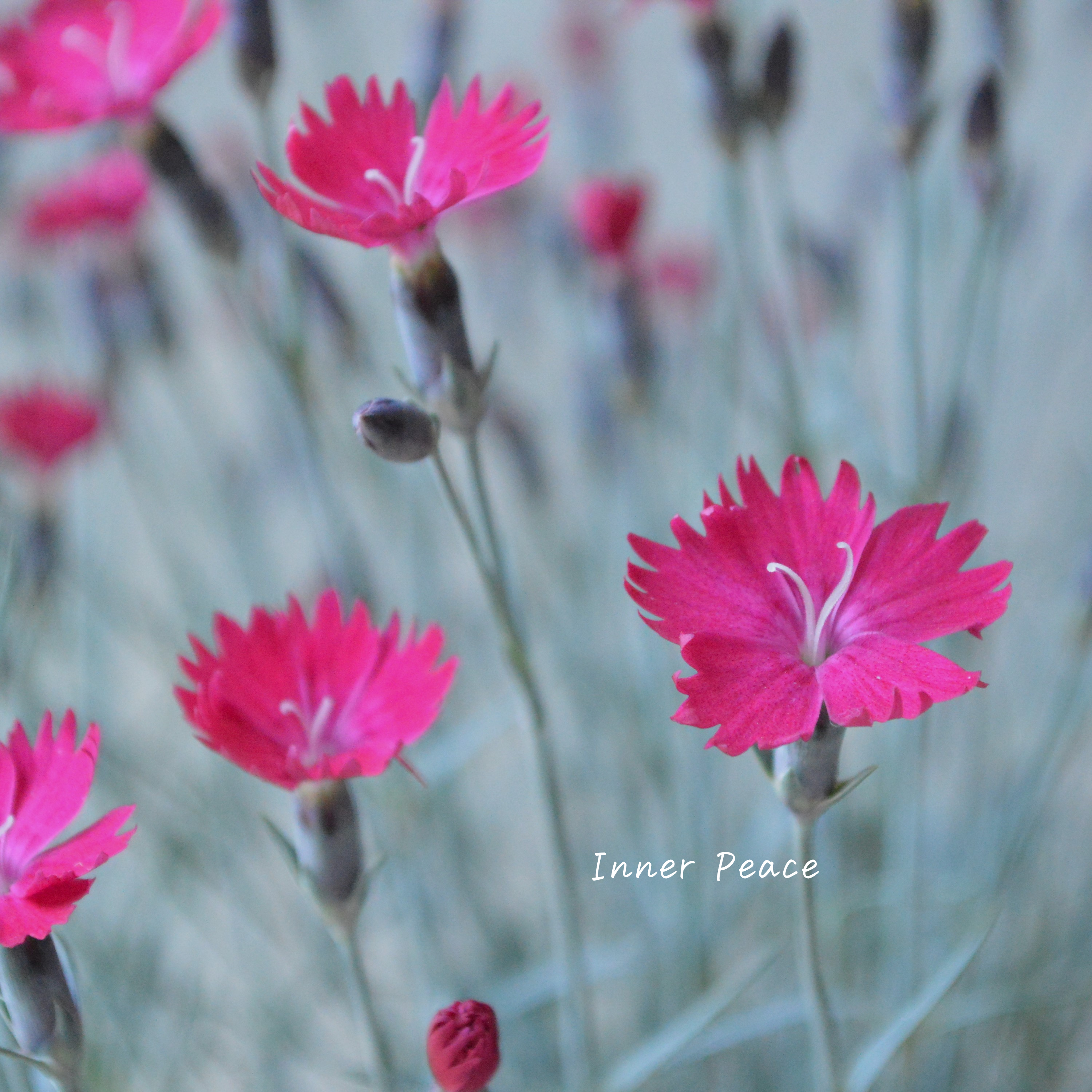 【希少】 ダイアンサス 『ウィックドウィッチ』 3寸POT