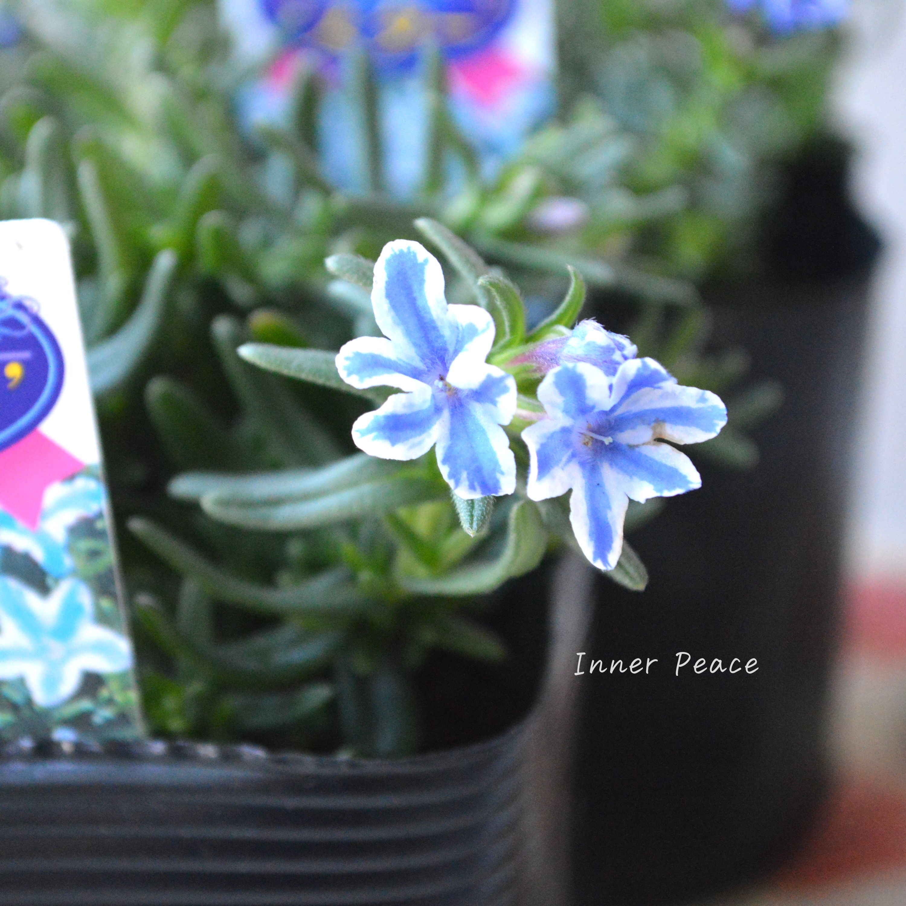 【美しい】 ミヤマホタルカズラ 『リソドラスター』 3.5寸POT