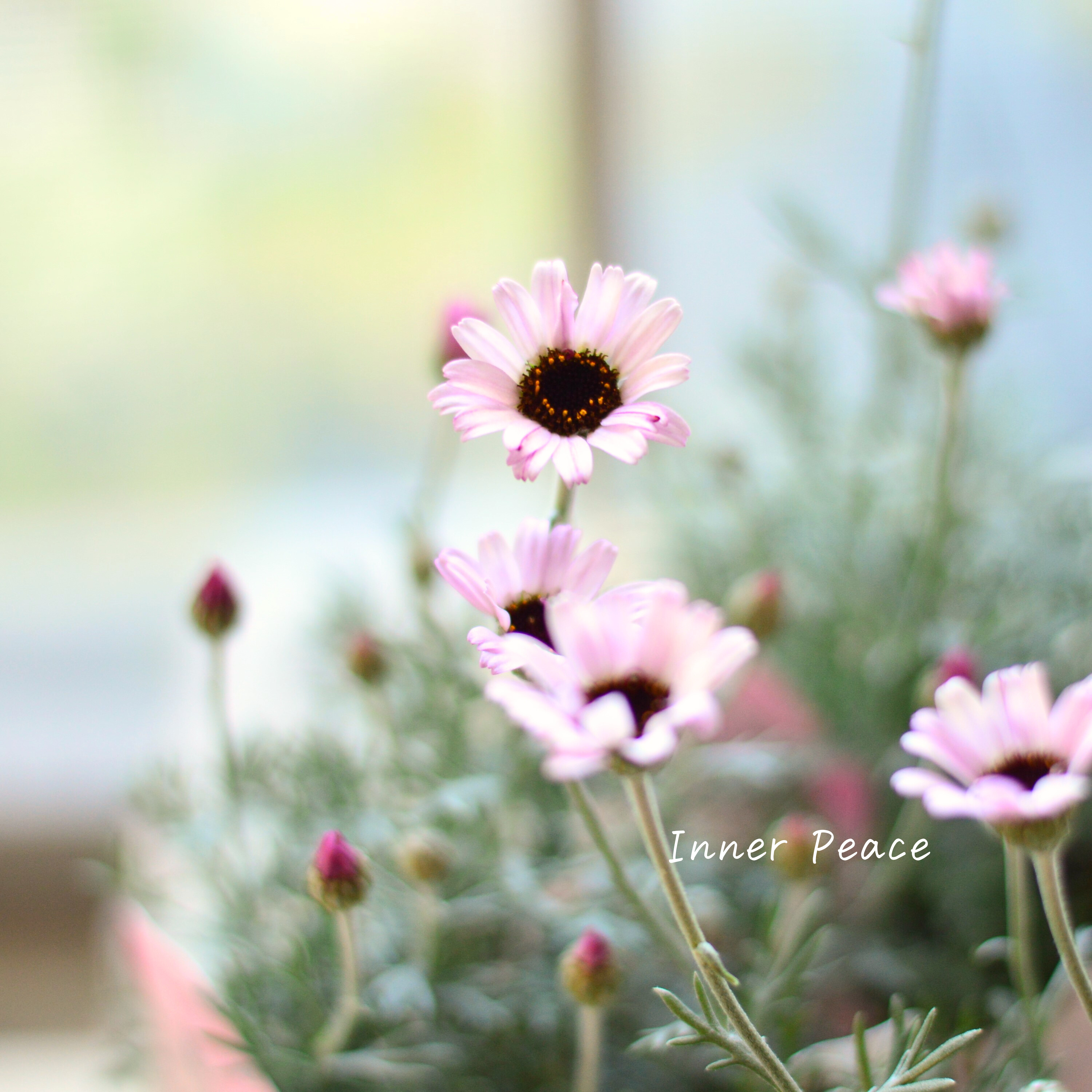 【大人かわいい】 ローダンセマム 『エルフピンク』 3.5寸ロングPOT