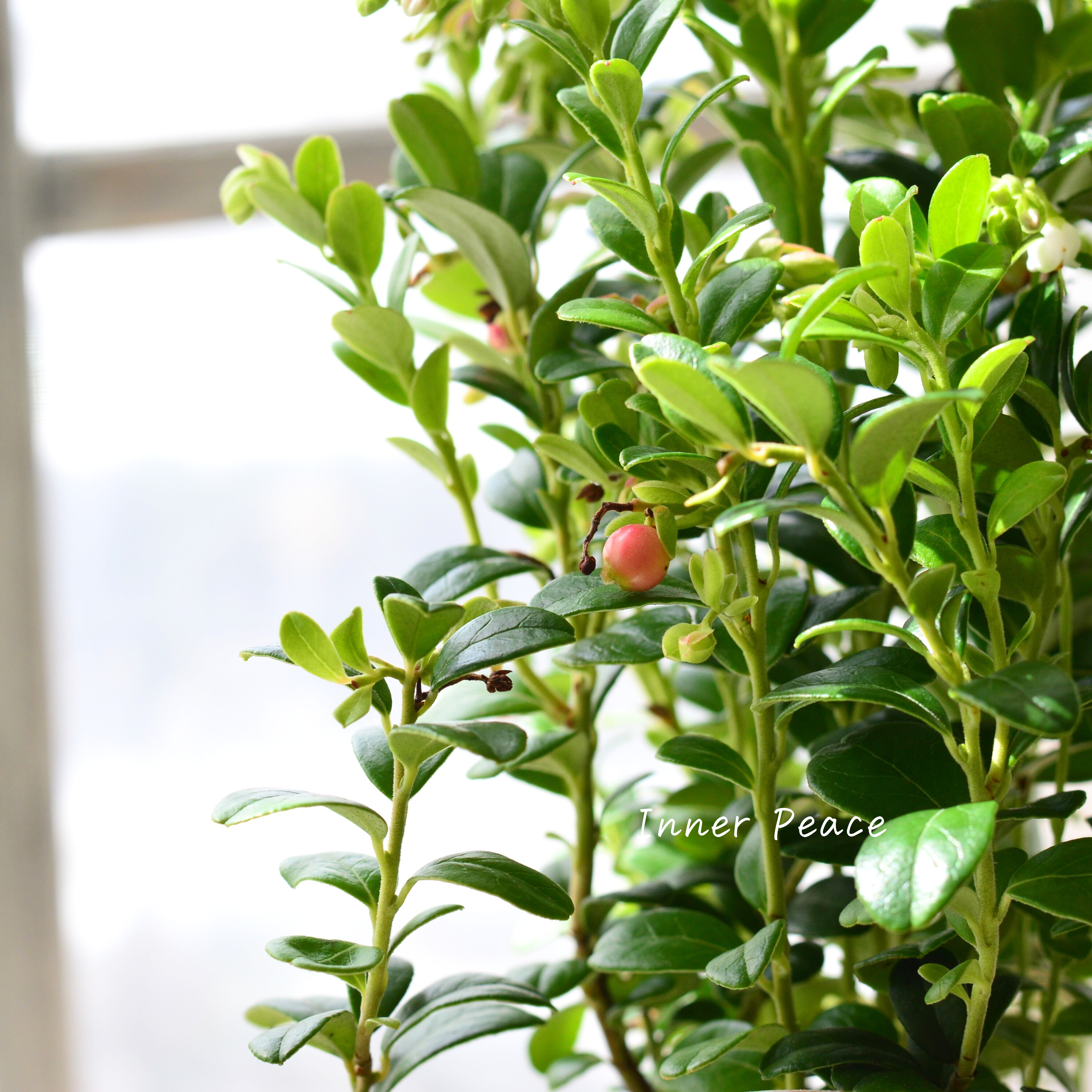 【寒さに強い】 リンゴンベリー 3~3.5寸POT