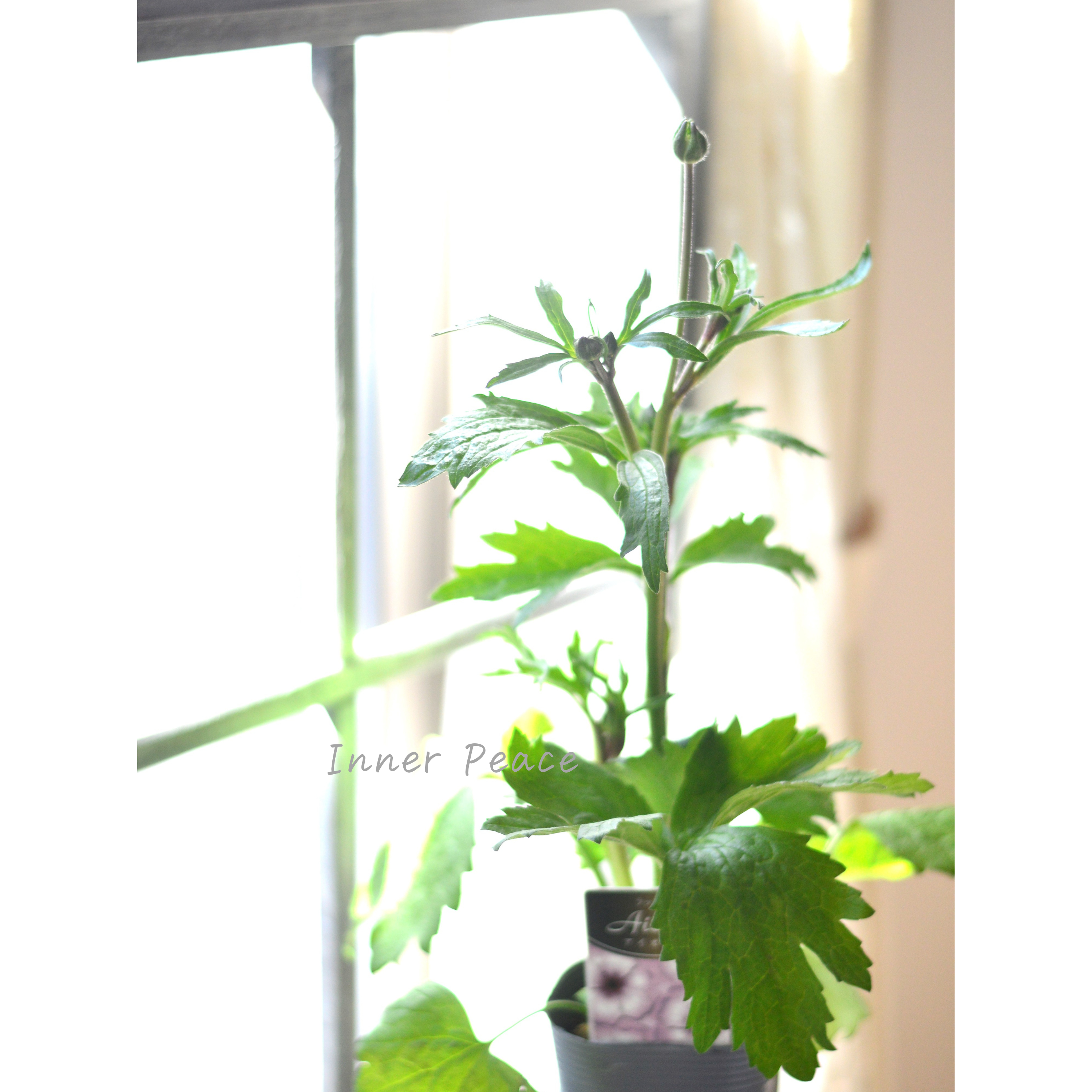 【美しい】 ラナンキュラス・ラックス 『アイオリア』 3.5寸POT