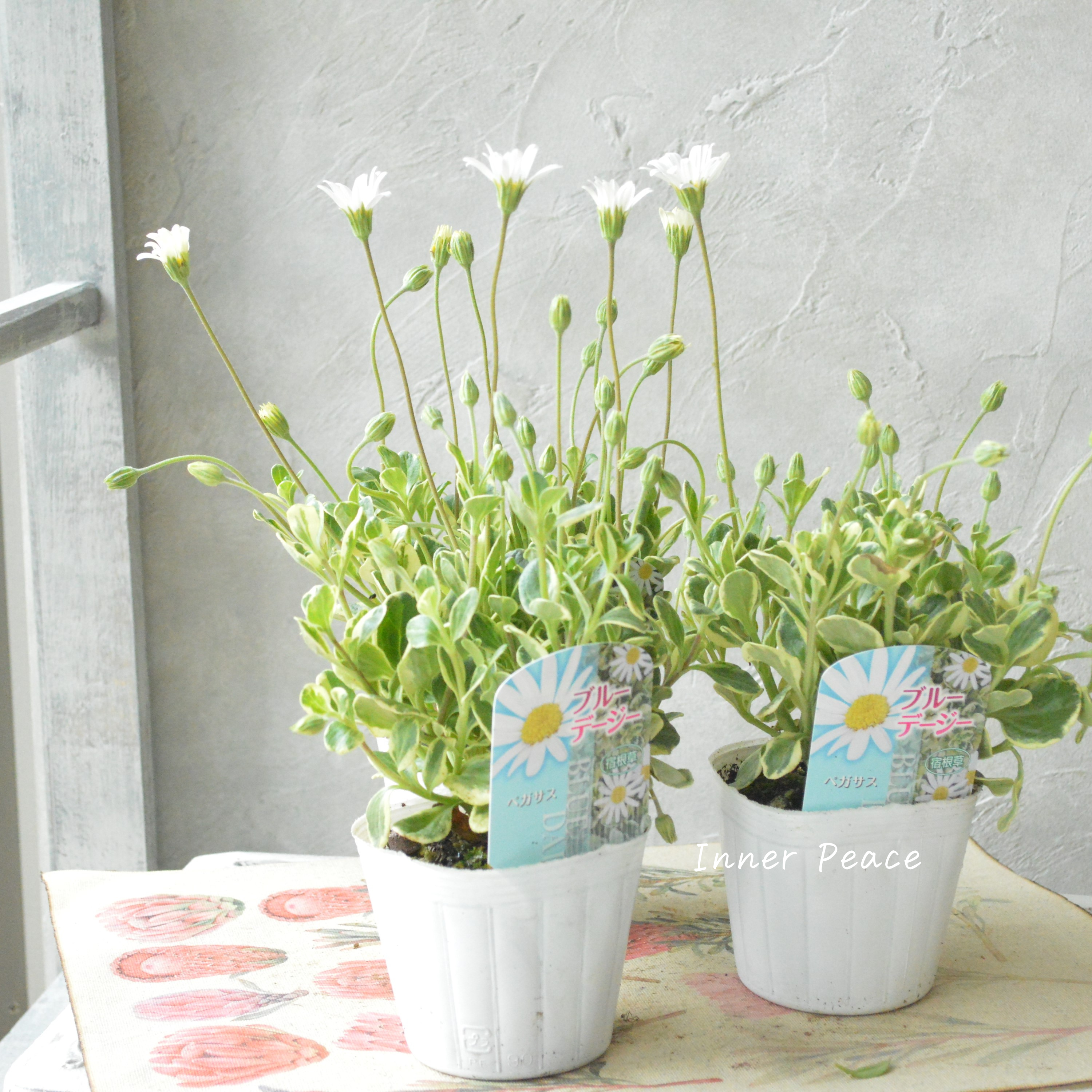 【斑入り】 ブルーデージー 『ペガサス』 3号POT