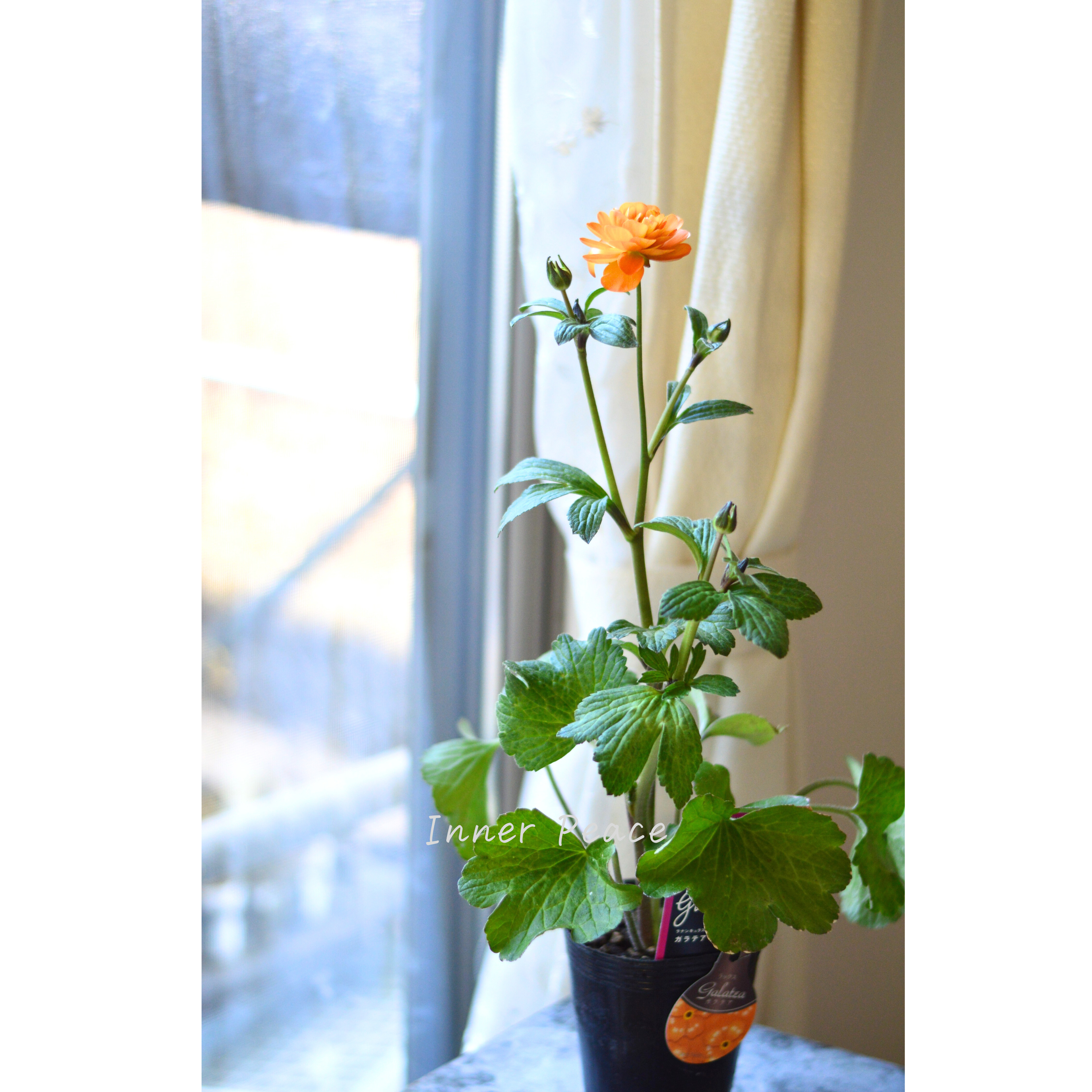 【美しい】 ラナンキュラス・ラックス 『ガラテア』 4寸POT