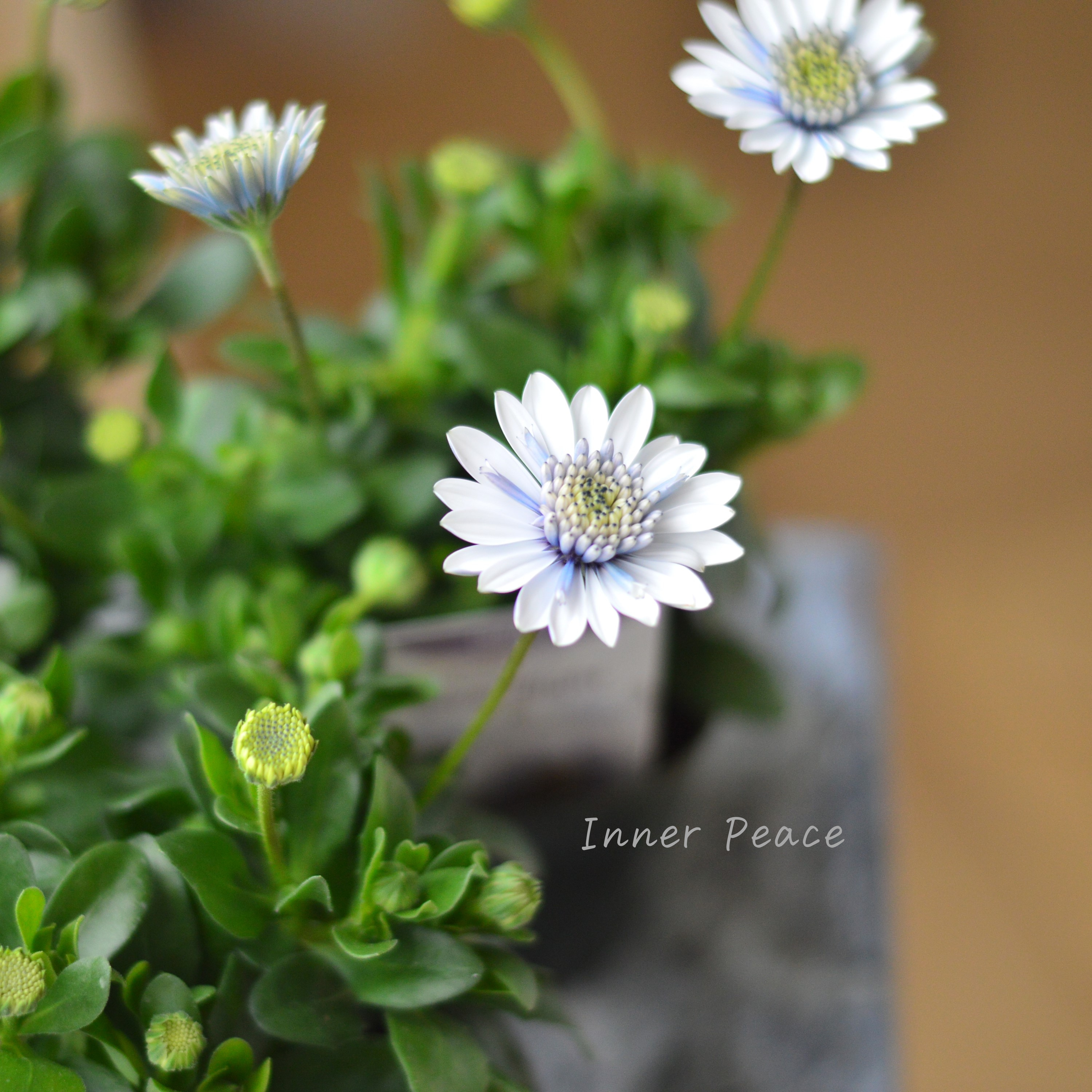 【ゲブラさん】 オステオスペルマム 『シルバーナイト』 3.5寸POT