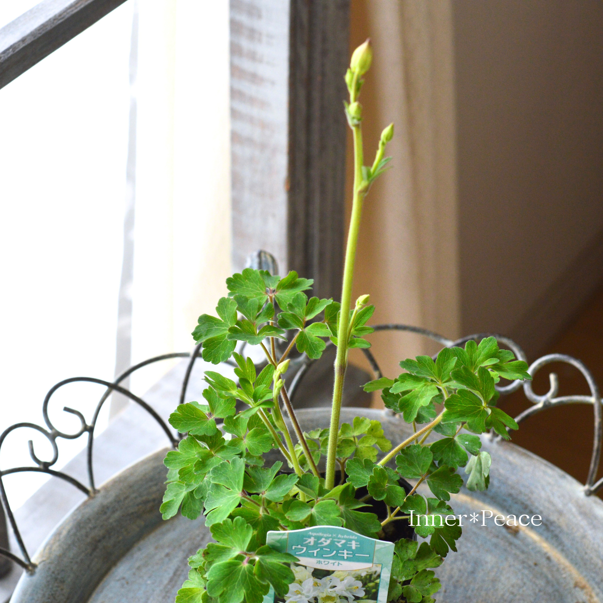 【美しい】 オダマキ・ウインキー 『ホワイト』 3.5寸POT