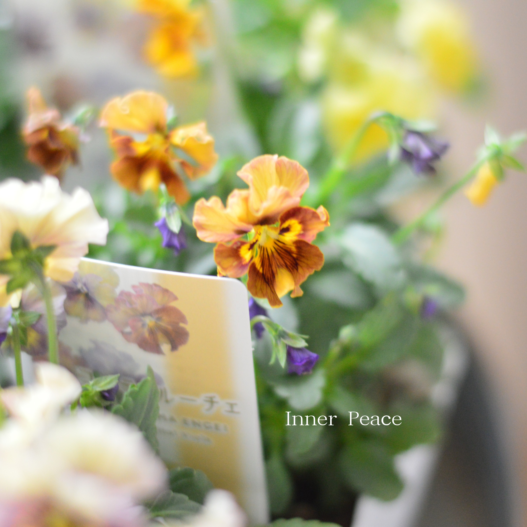 【ステキ】 北島園芸さんのビオラ 『コルティルーチェ』 3.5寸POT