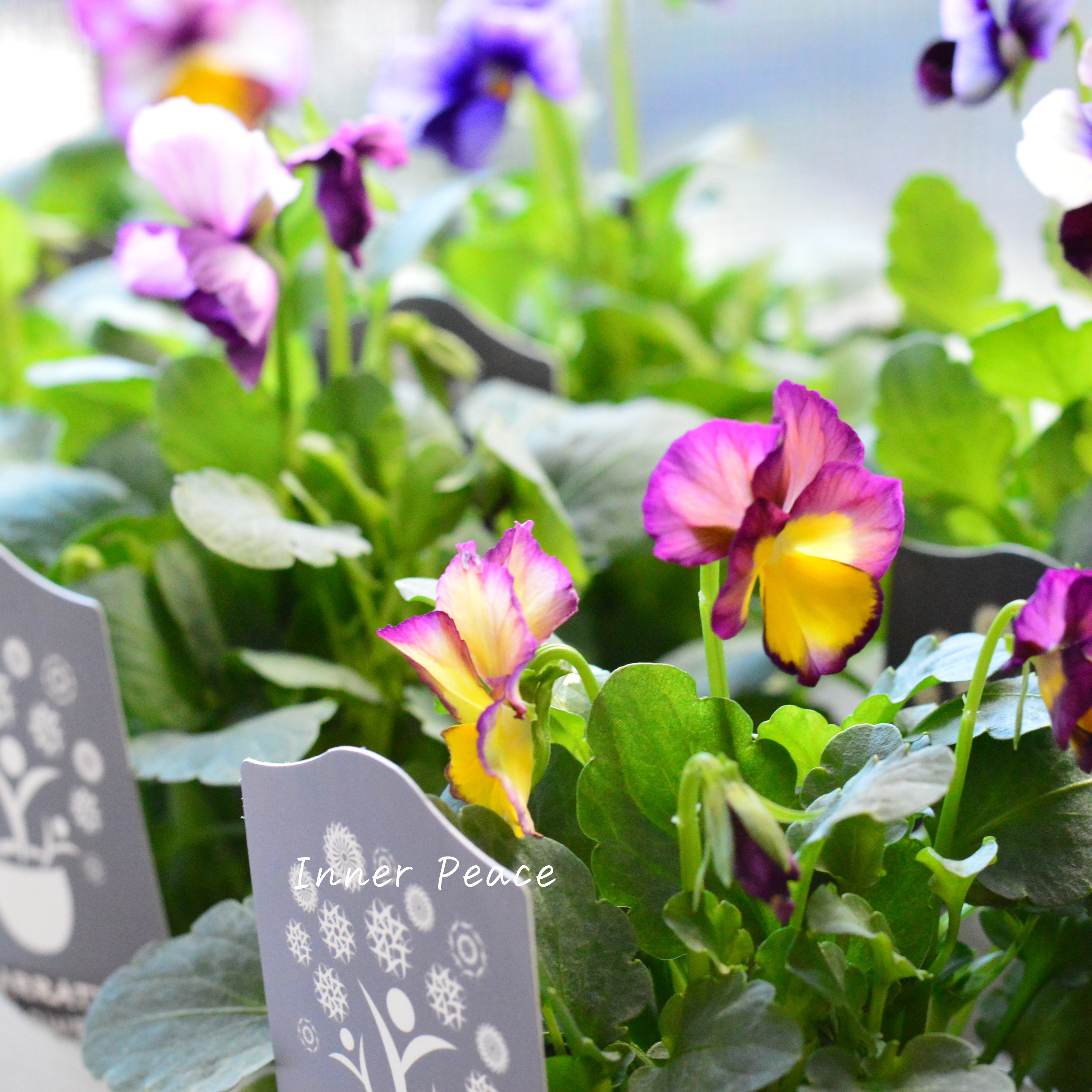 【希少】 ナラティブフラワーズさん試作品ビオラ 3寸ロングPOT