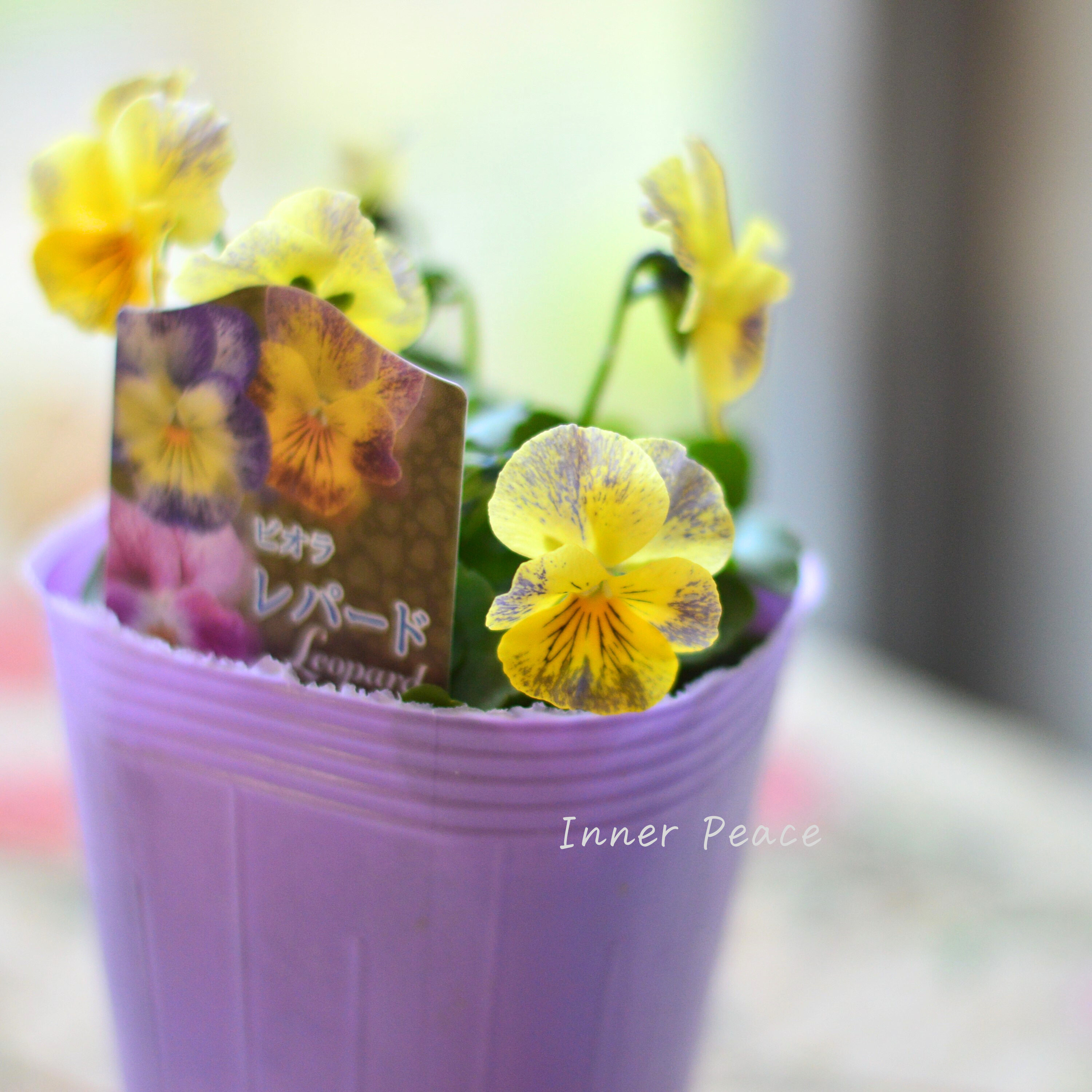 【花夢園芸さん】 ビオラ 『レパード・Bタイプ』 3寸ロングPOT