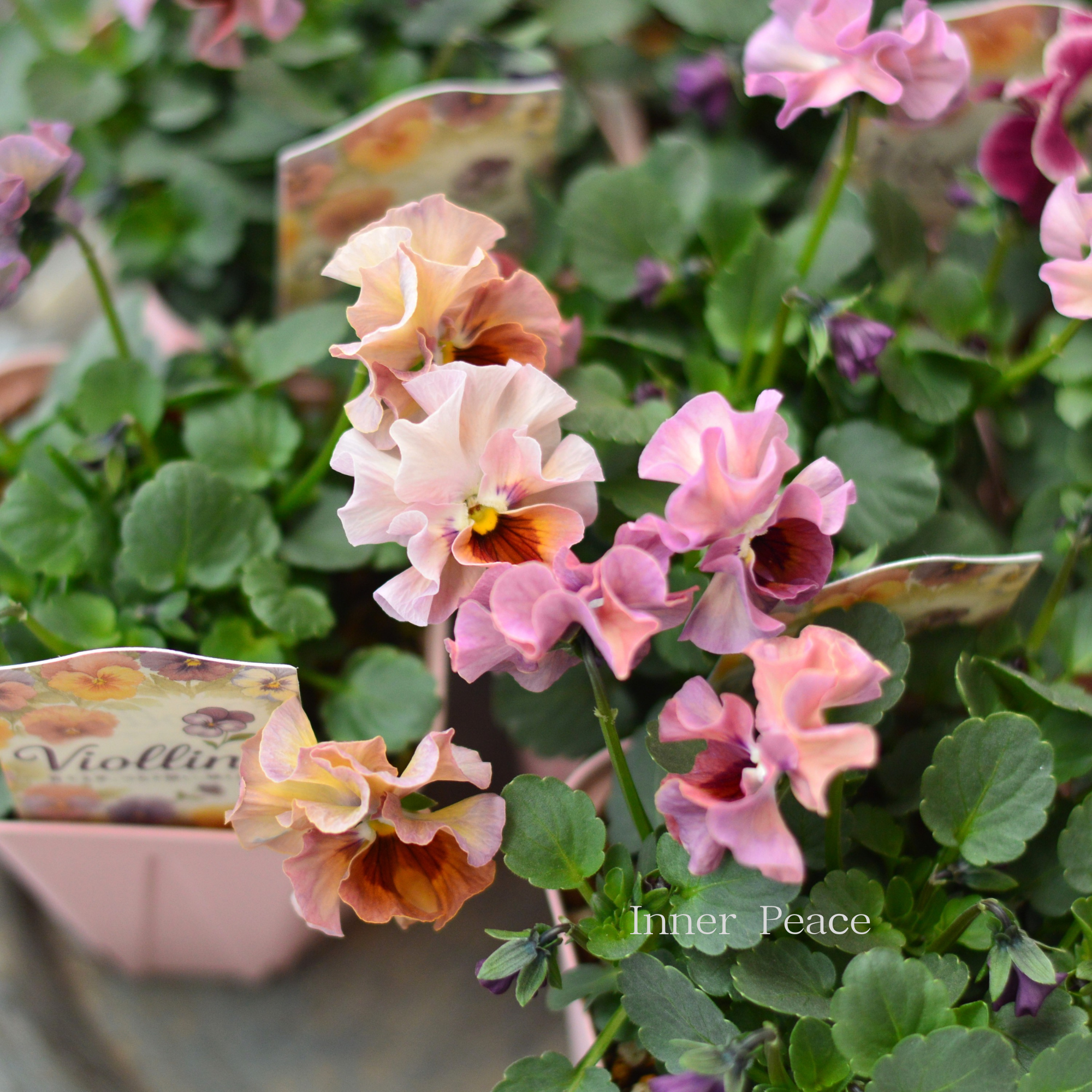 【かわいい】 ビオラ 『ビオリーナ』 3.5寸硬質POT