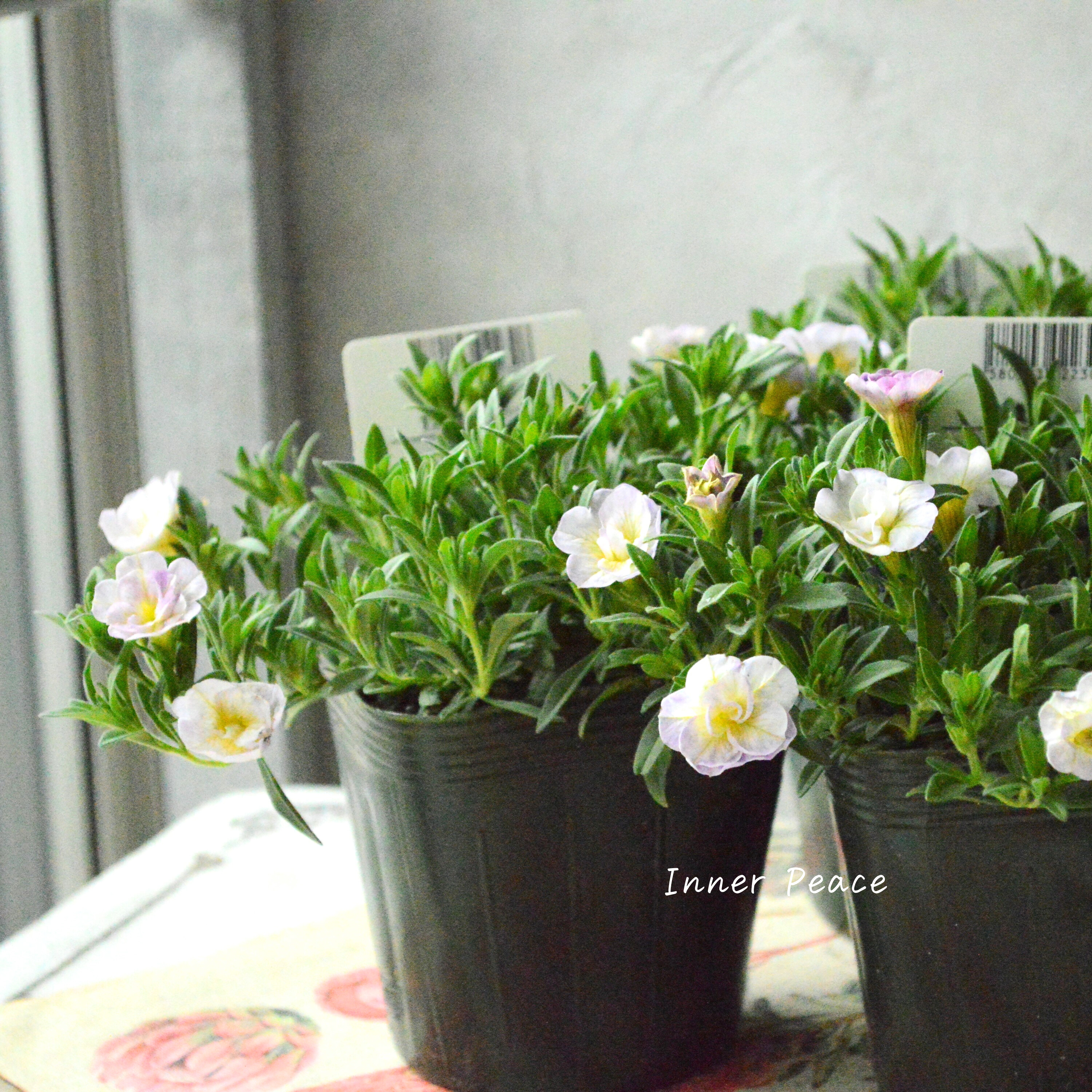 【ゲブラさん】 Sale! 八重咲きカリブラコア 『17歳~セブンティーン~』 3.5寸POT