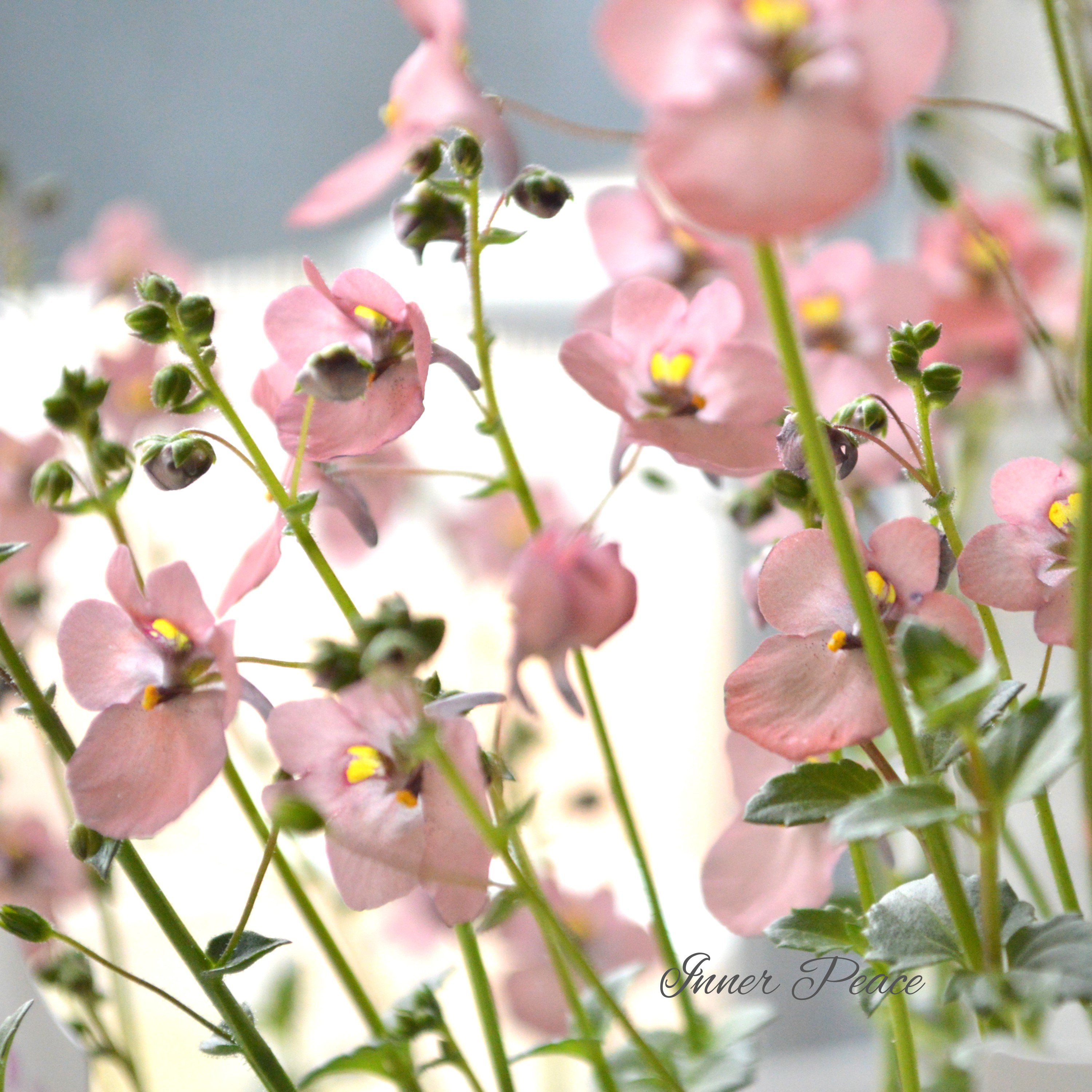 【ナラフラさん】 ディアスシア 『グレーアッシュピーチ』 3寸ロングPOT