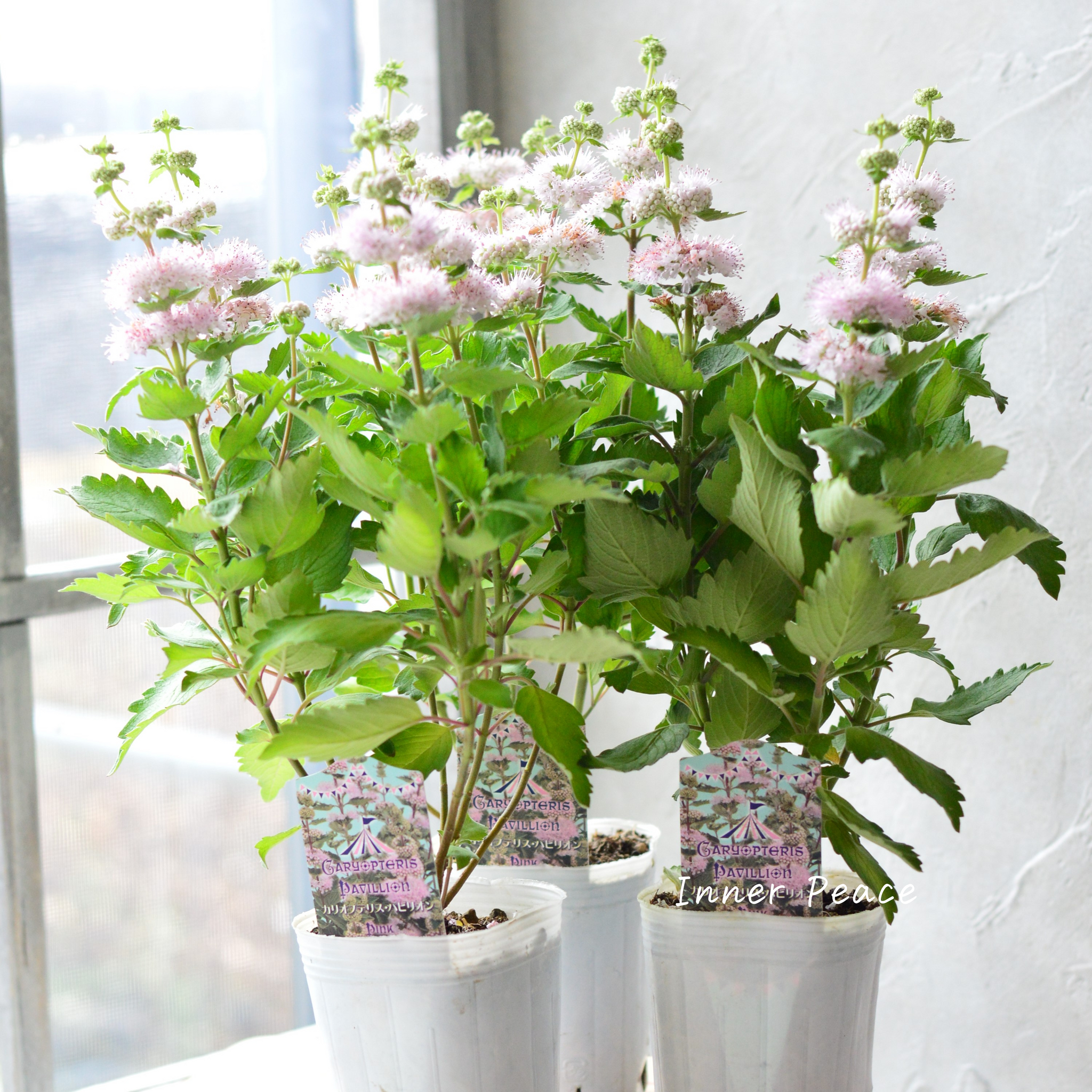 ce27a328af1034c6644a48563db8b4