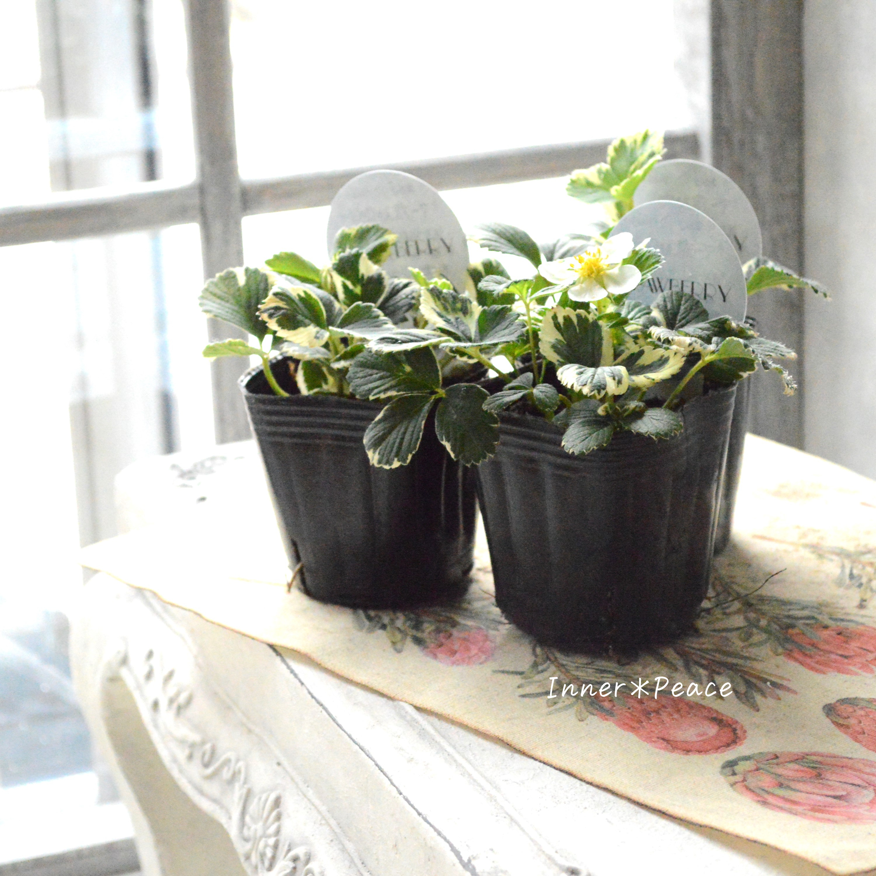 【斑入り】 マーブルストロベリー 3寸POT